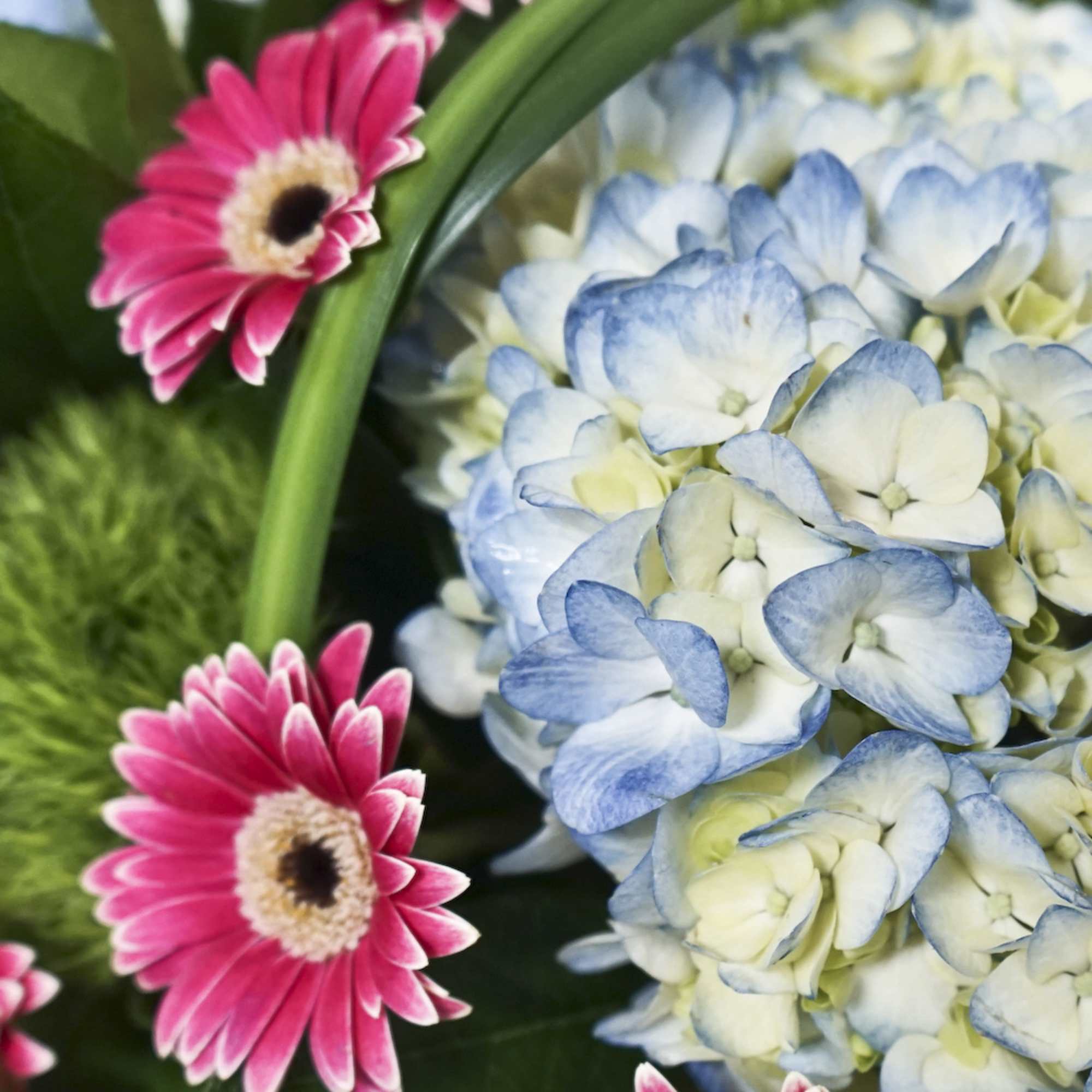 Pink gerbera daisies beside a blue-and-white hydrangea cluster