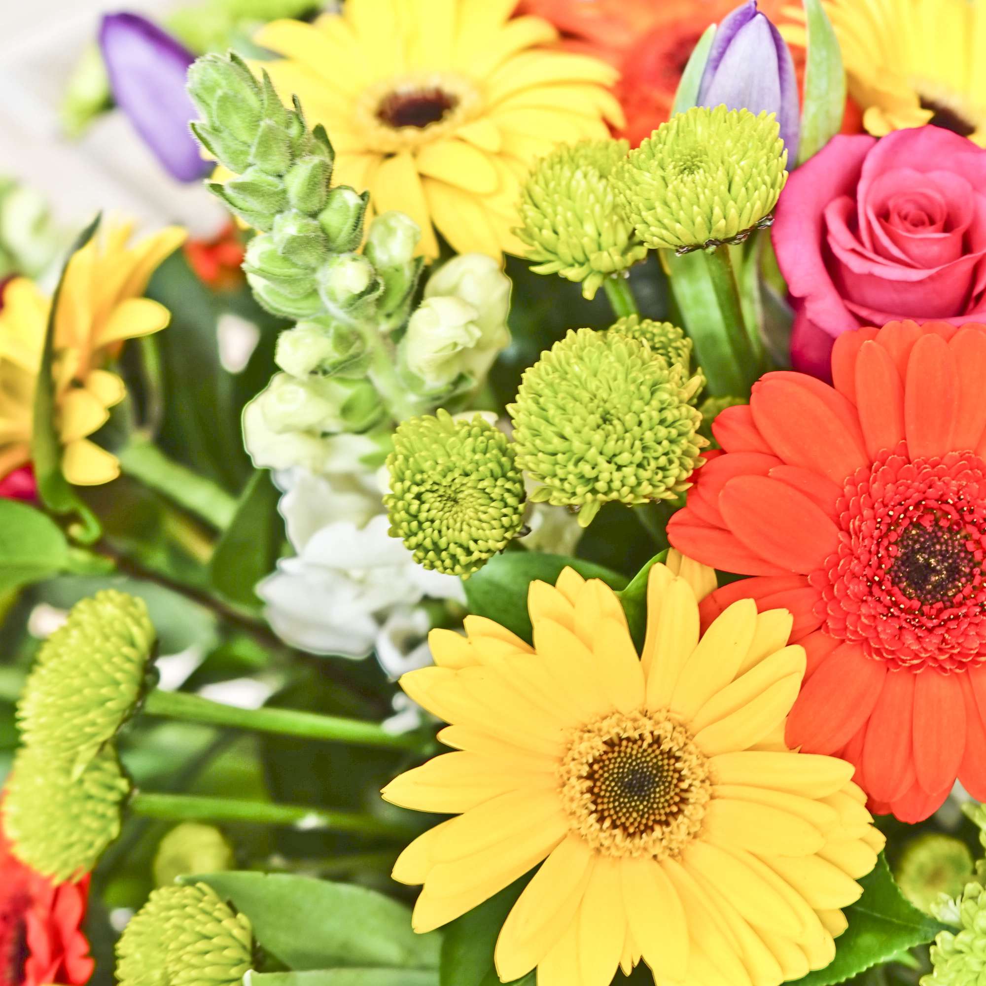 Bright mixed bouquet with gerbera daisies, roses, and green button mums