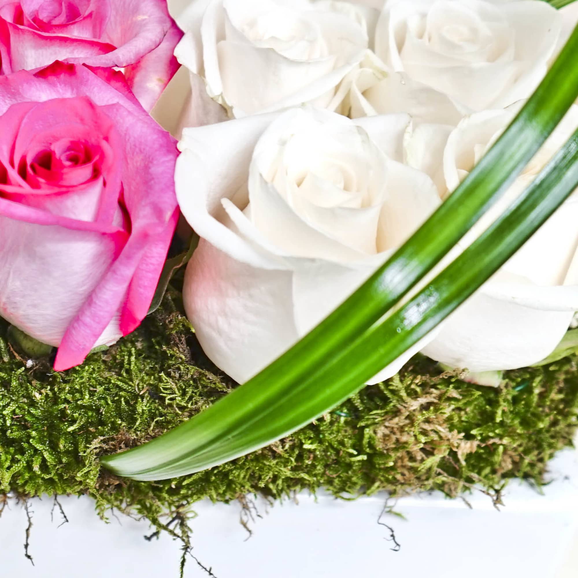 Close-up of pink and white roses arranged on moss