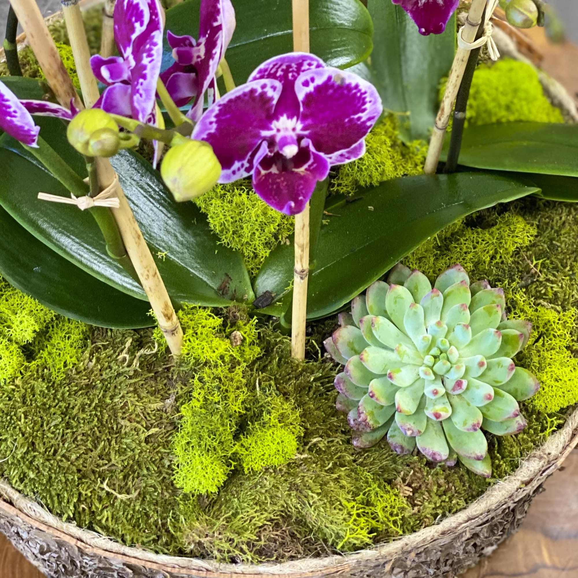 Purple orchids and a small succulent in a moss-covered basket