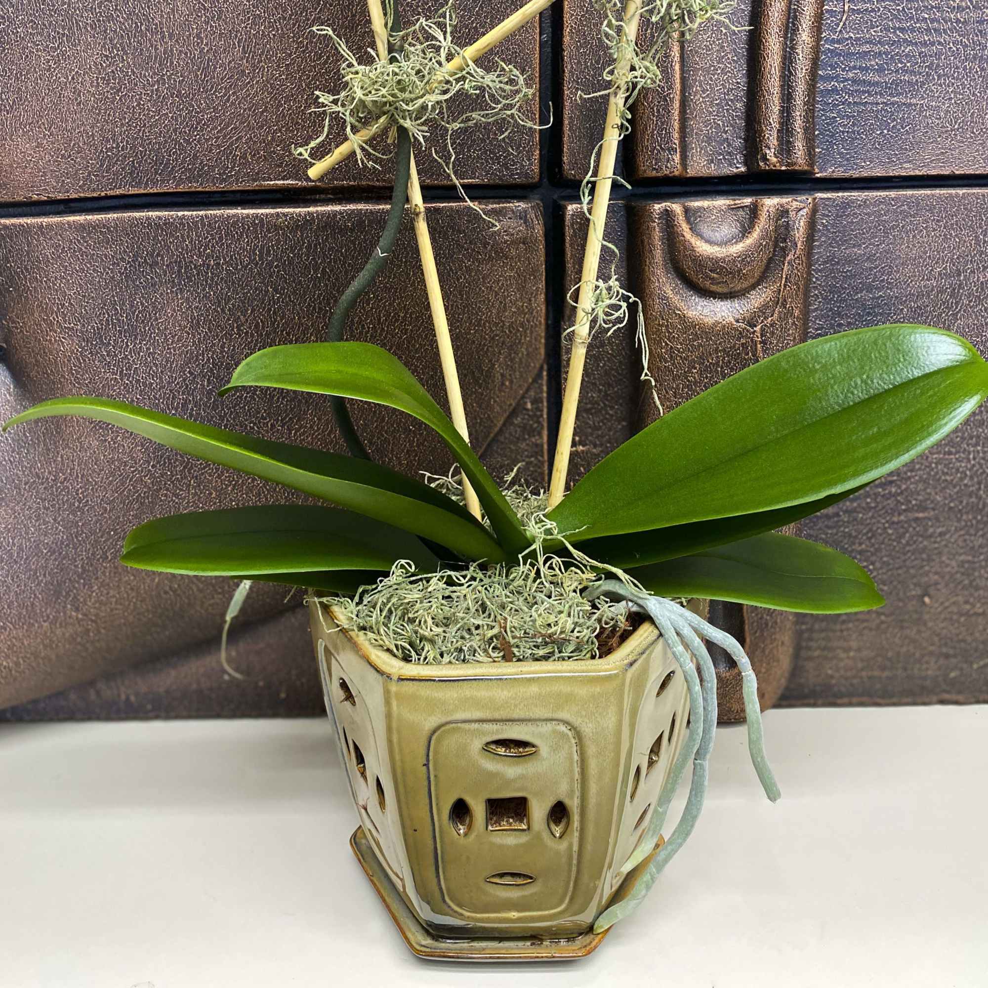 Potted orchid plant in a decorative ceramic container