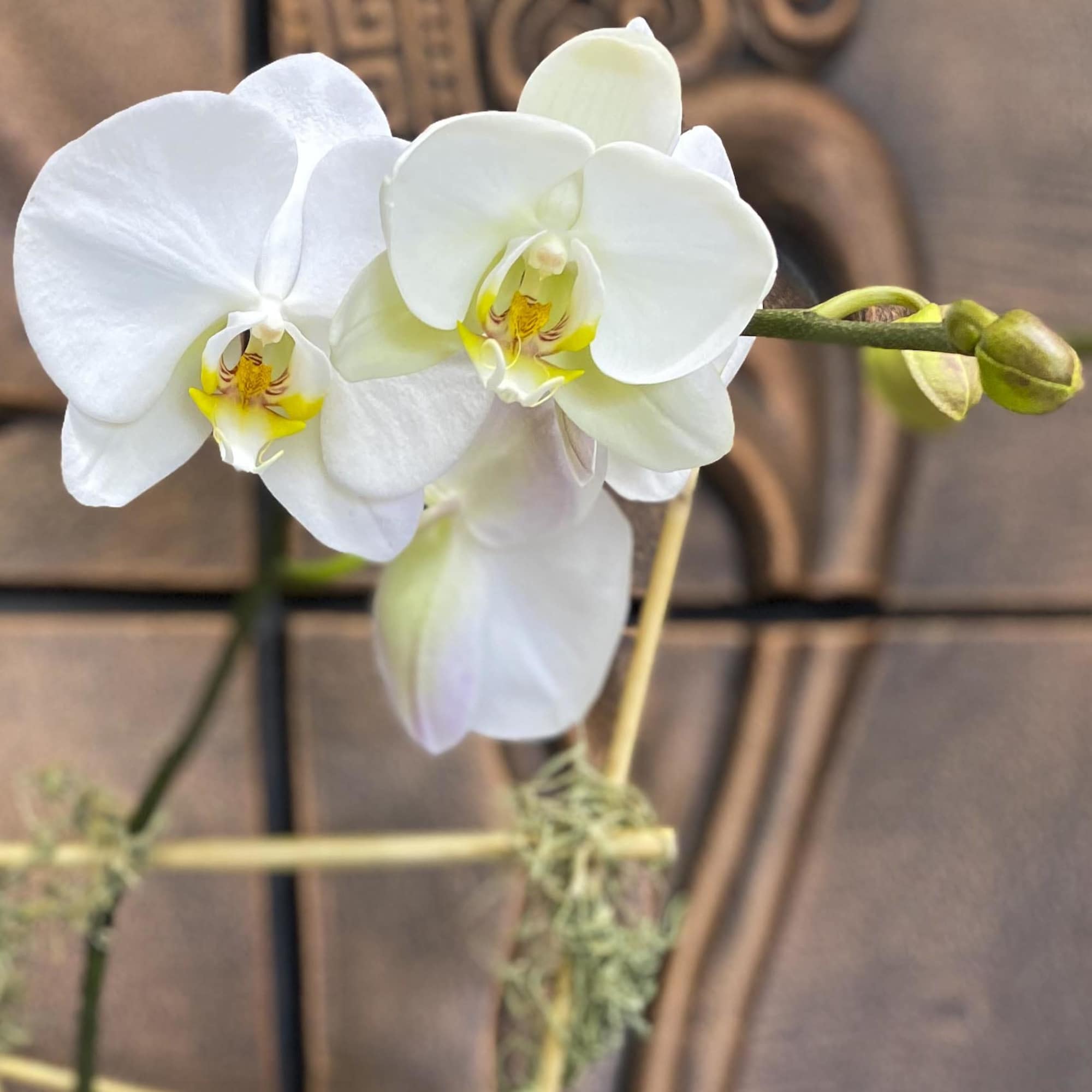 White orchid blooms with yellow centers on a stem.