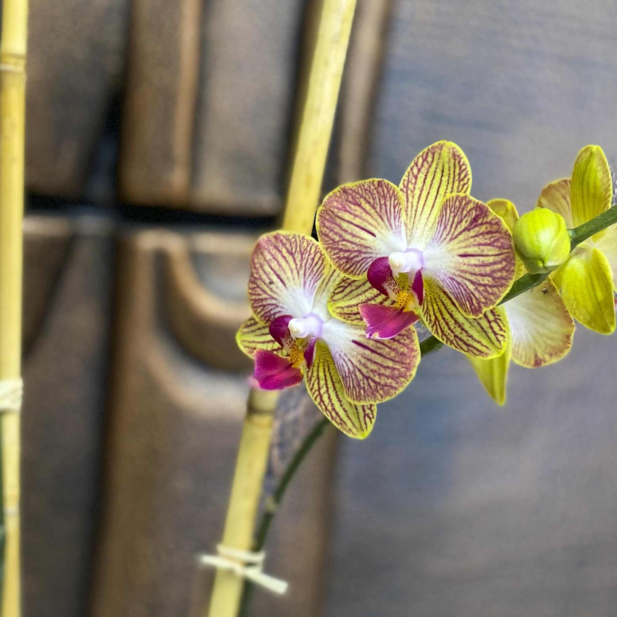 Yellow and pink orchids on a bamboo stake
