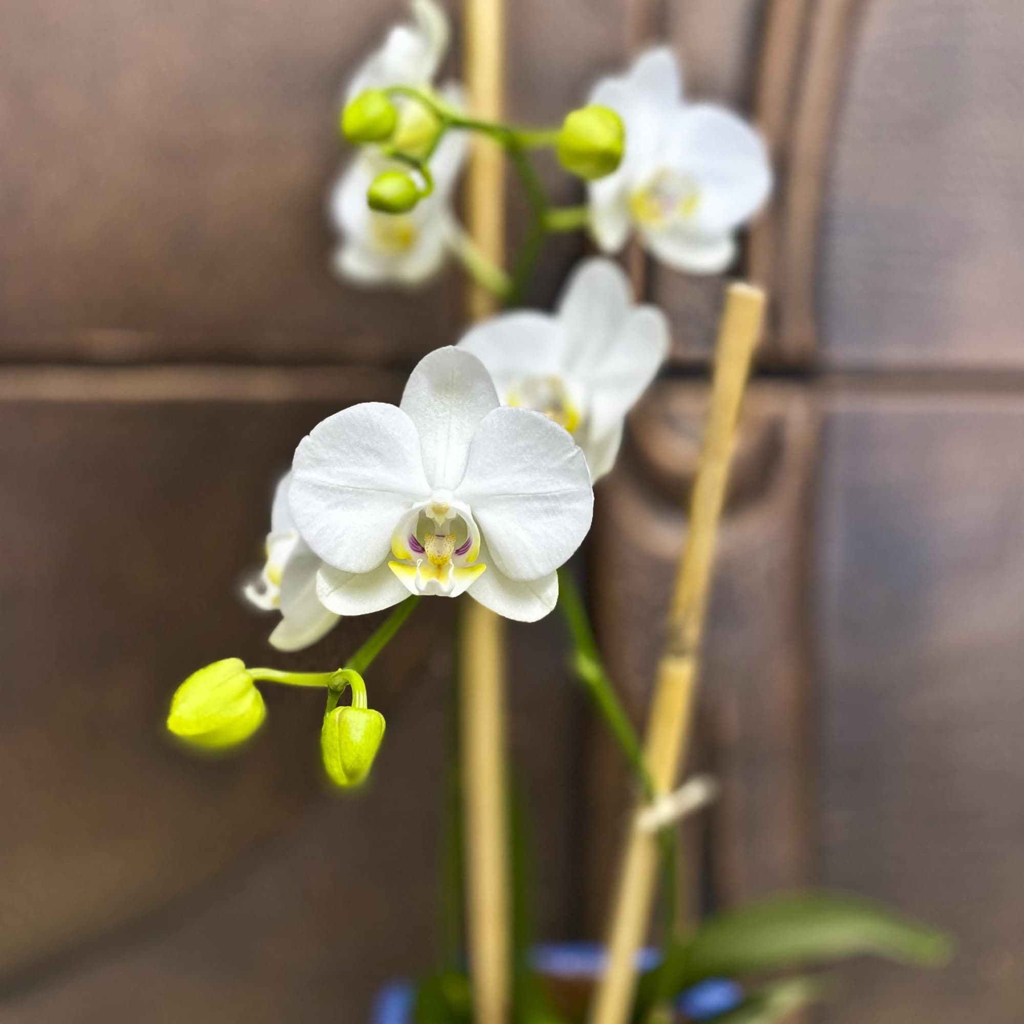 White orchid blooms with lime green buds on thin stems