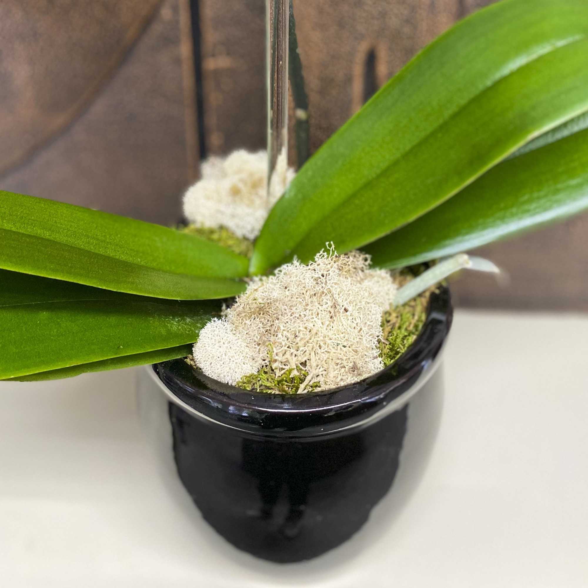Potted orchid with broad green leaves in a black ceramic pot
