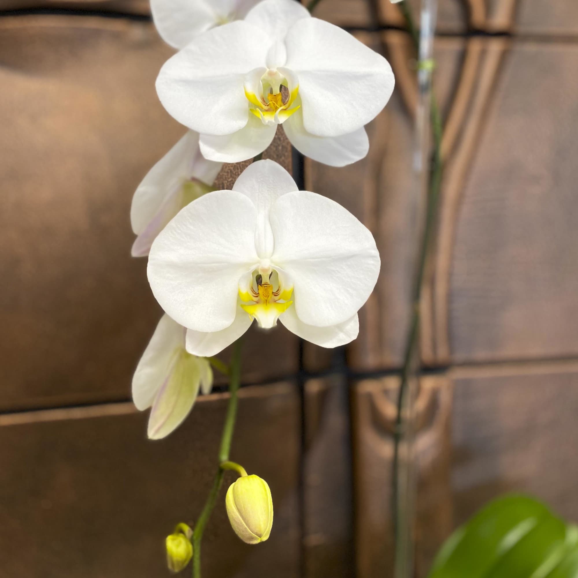 White orchid blooms on a single stem with yellow centers