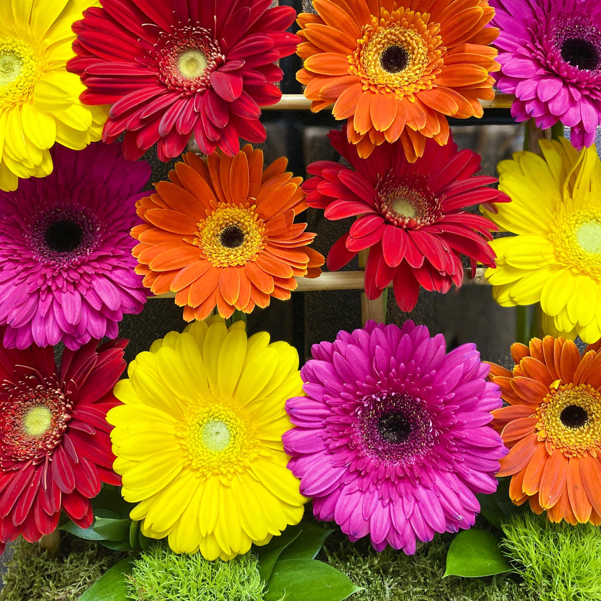 Bright gerbera daisies in red, orange, yellow, and pink