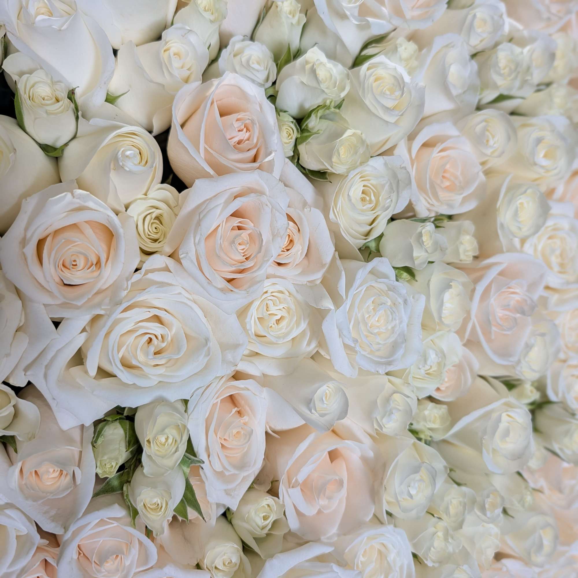 Cluster of white and blush roses in a tight arrangement