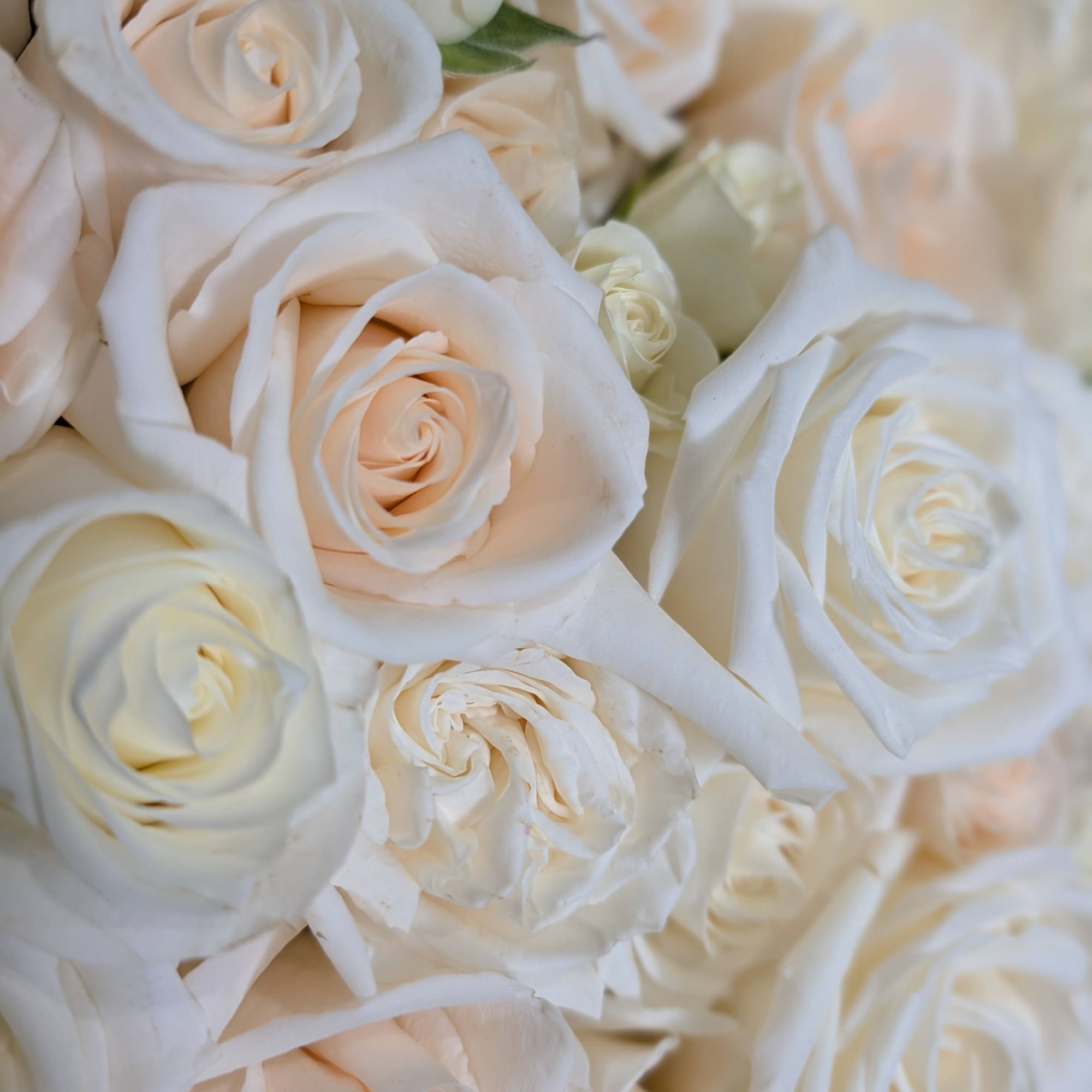 Close-up bouquet of white roses with a few pale blush blooms