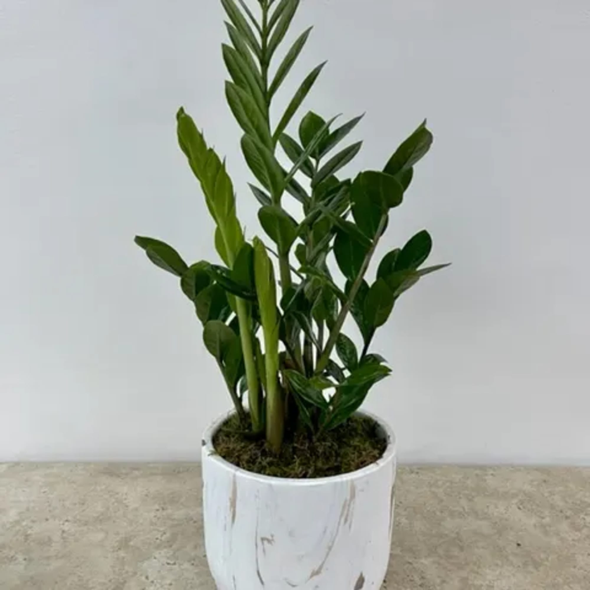 Potted green ZZ plant in a white ceramic planter