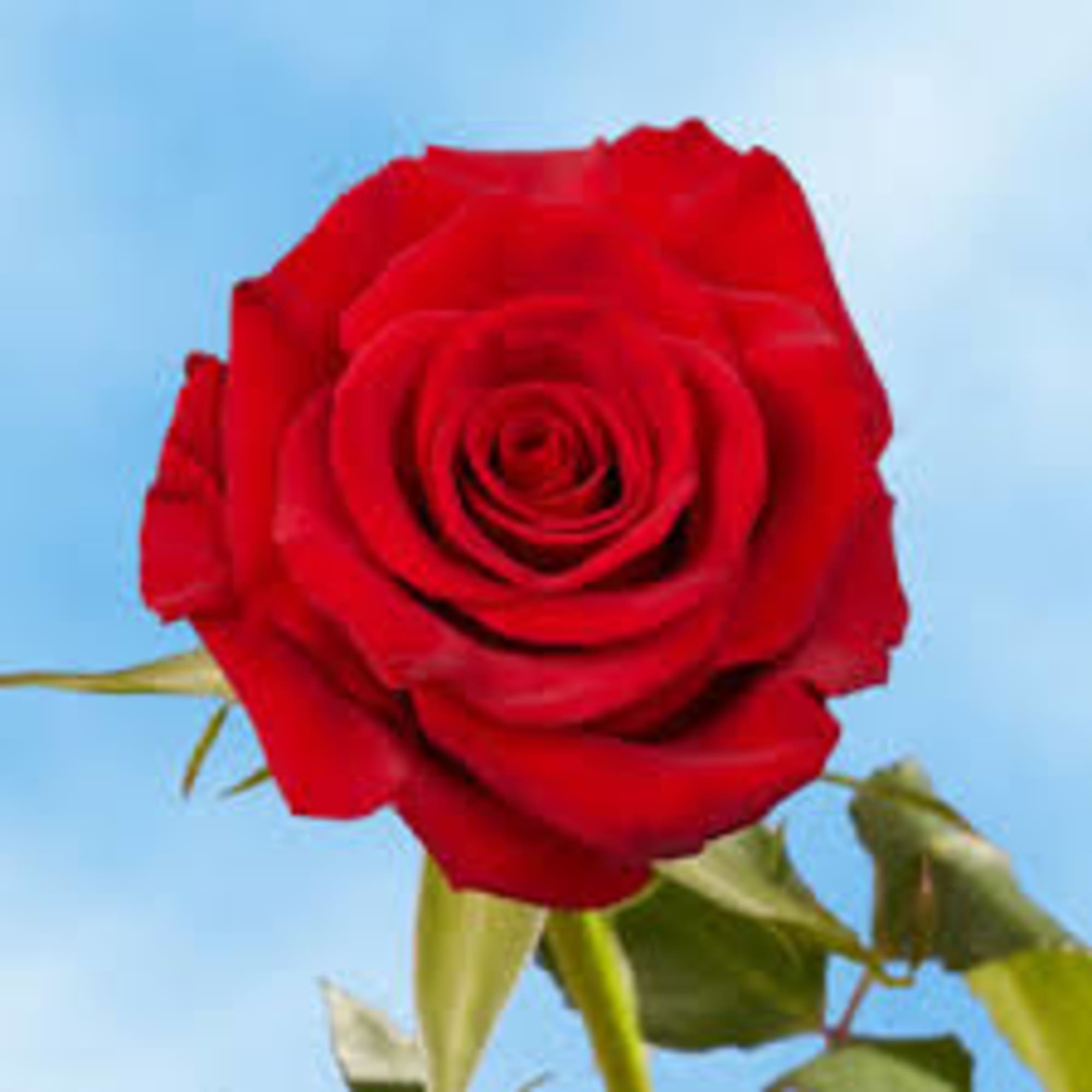 Single red rose with a few leaves against a blue background