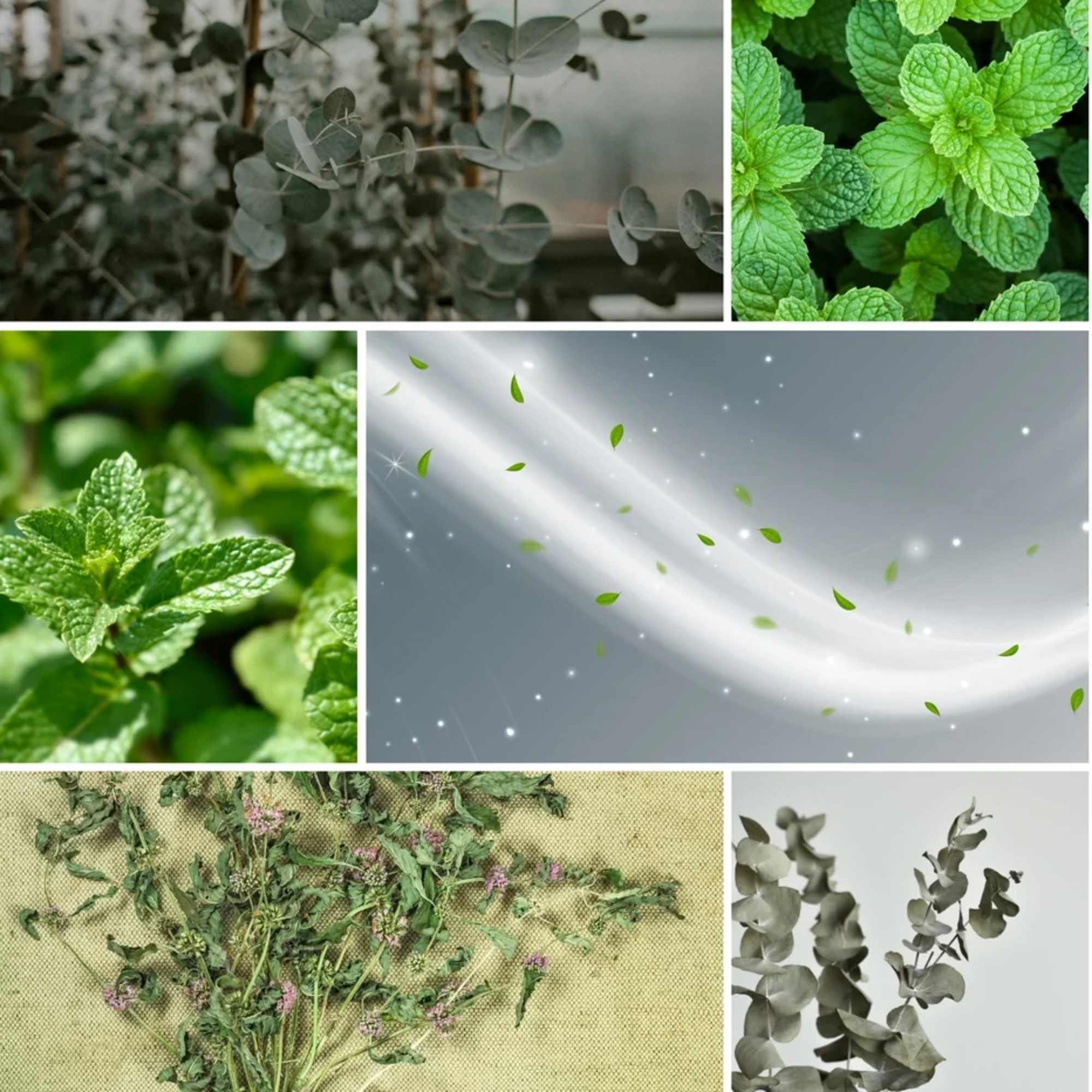 Eucalyptus Mint scent description: Herbal eucalyptus leaves with a cooling blend of, photo 2 of 2