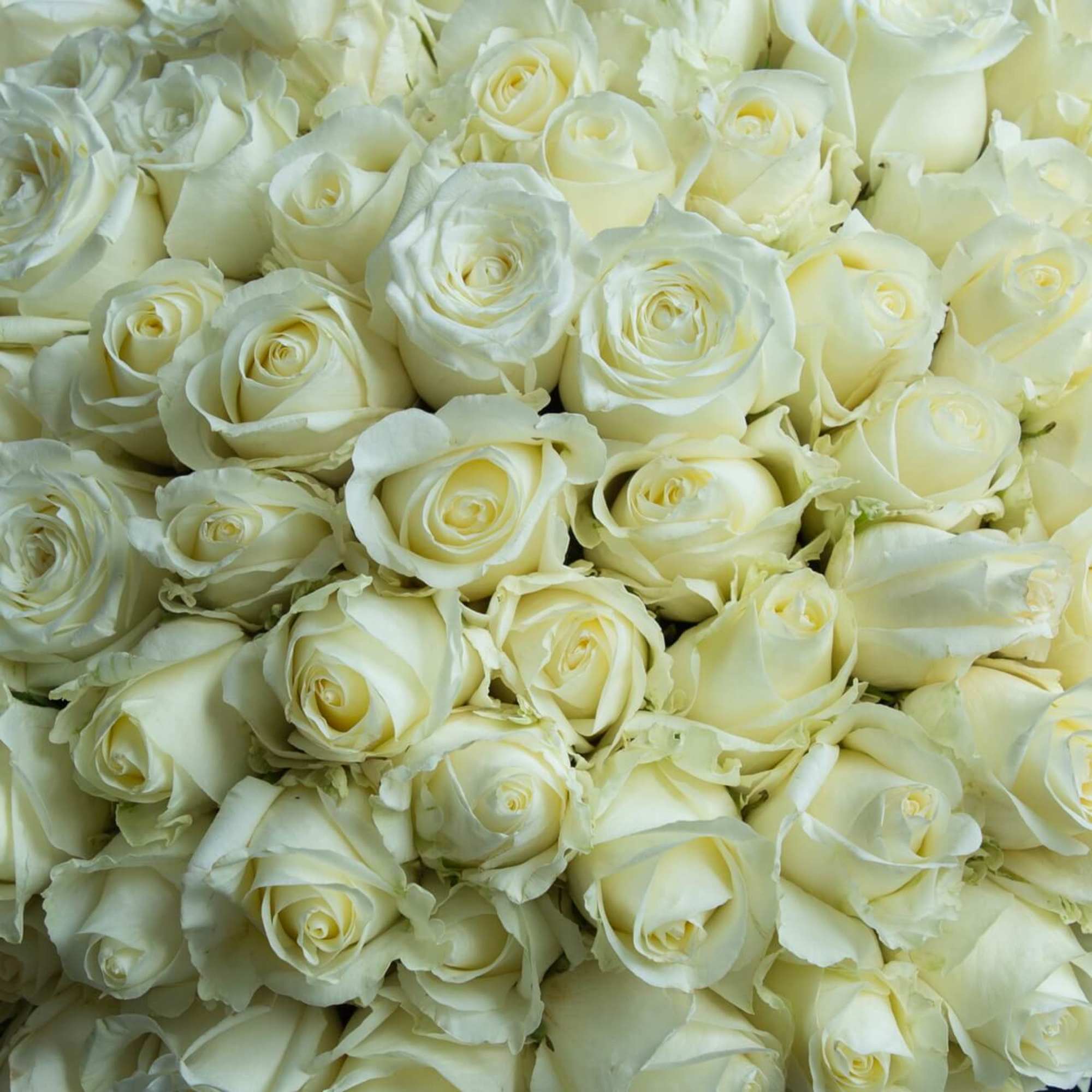 Close-up of tightly packed white roses