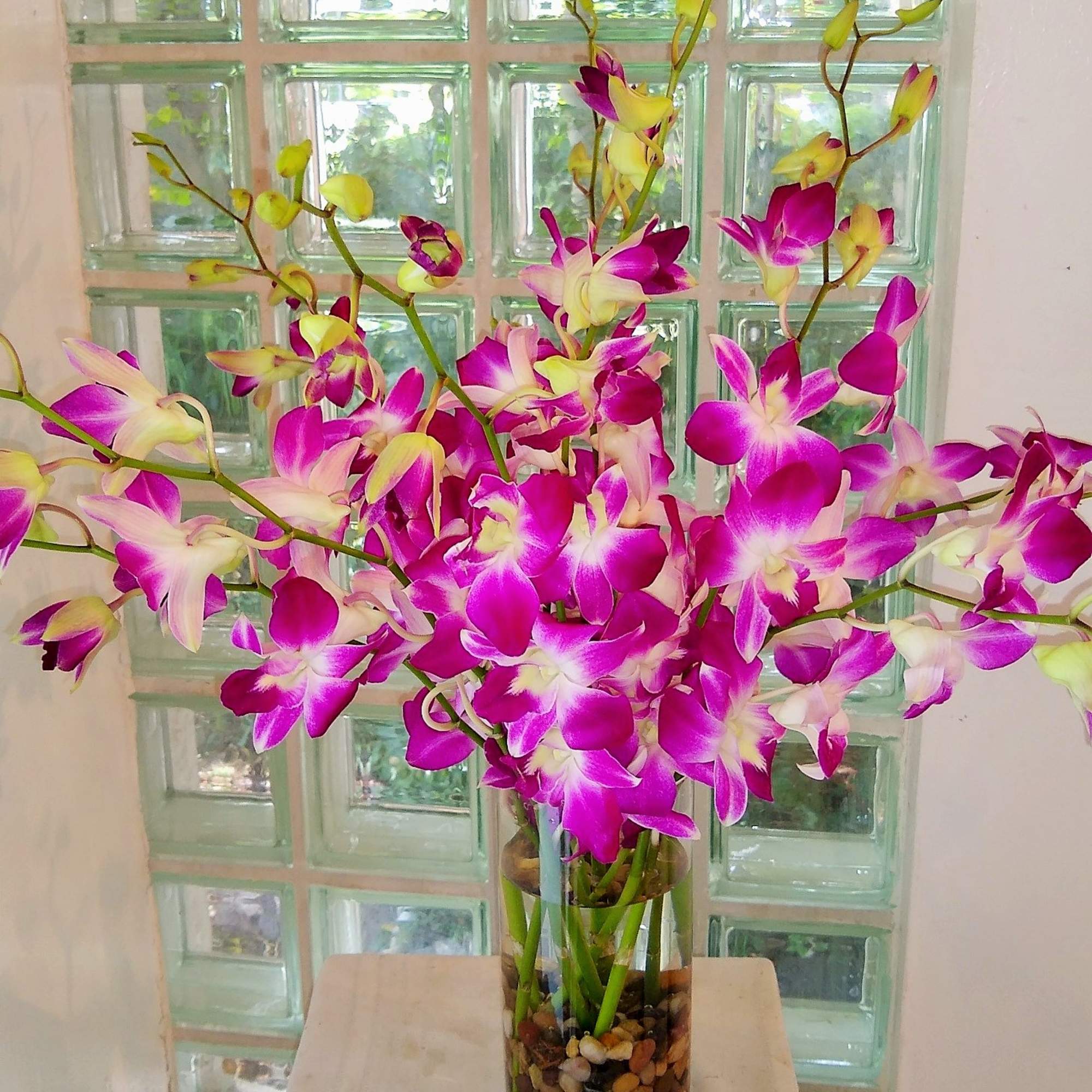 Pink and white orchids arranged in a clear glass vase