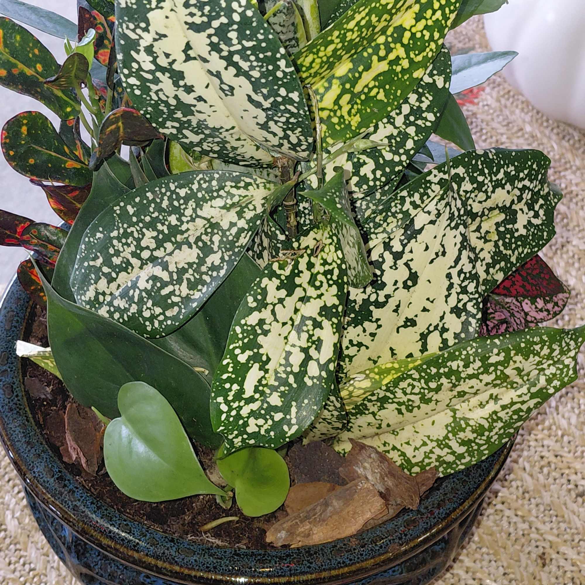 A dish garden is a miniature garden planted in a shallow container, photo 2 of 3
