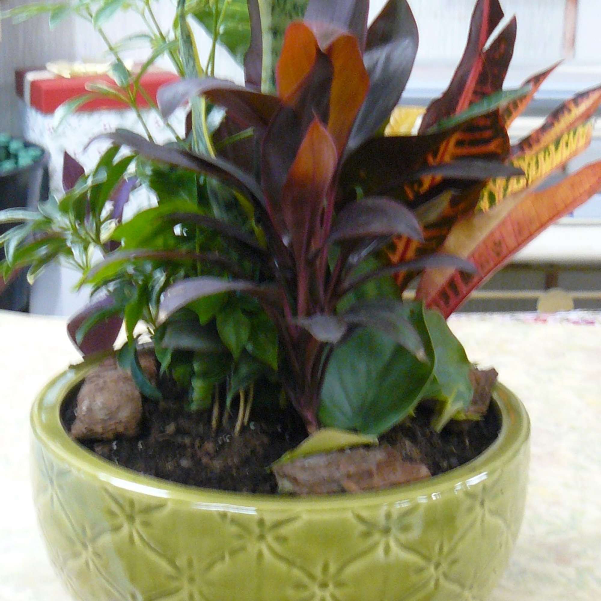 A dish garden is a miniature garden planted in a shallow container, photo 3 of 3