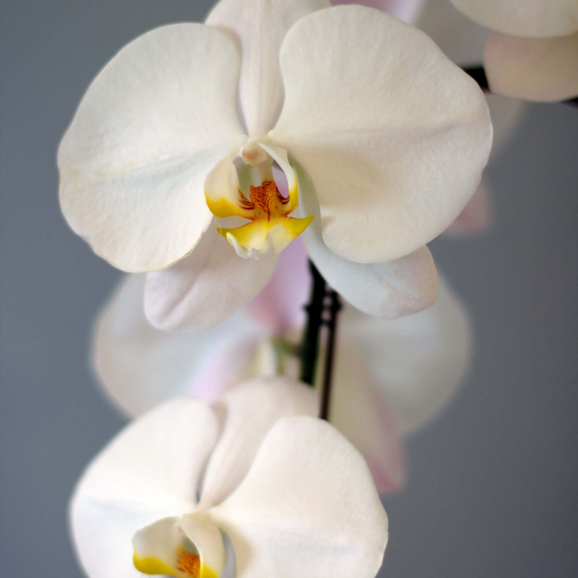 This artful arrangement featuring large white Phalaenopsis orchids blooming and complemented with, photo 3 of 3