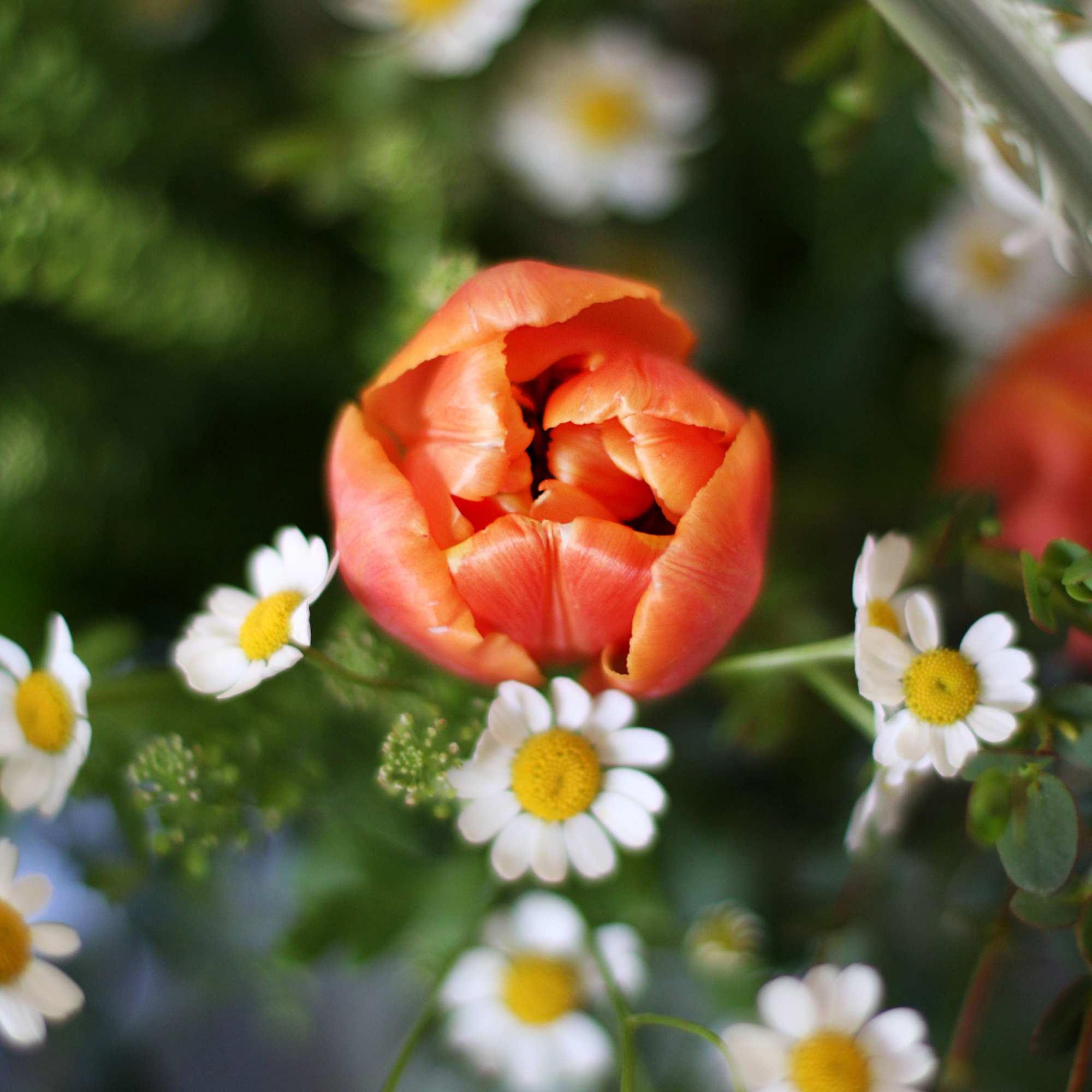 An adorable wild flower style bouquet create by Orange and Ivory tulip, photo 2 of 4