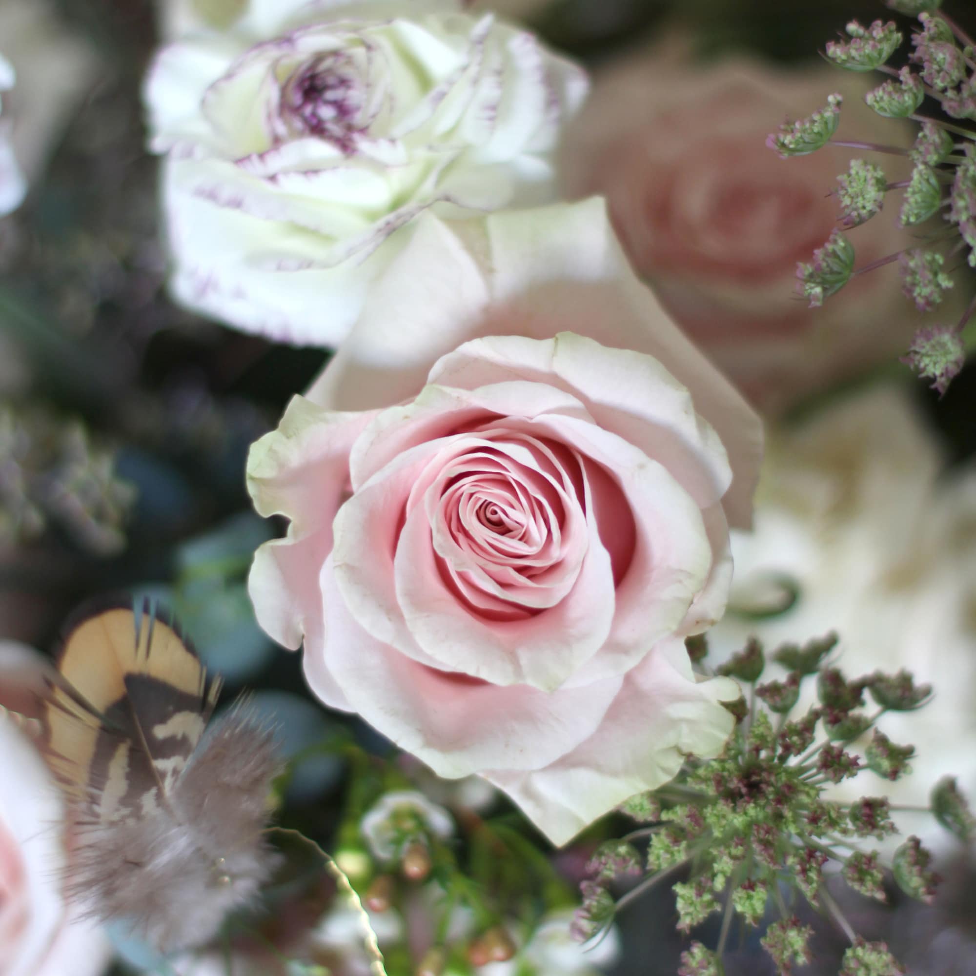 Arrangement of pale pink and white roses with delicate filler blooms and a small decorative feather.