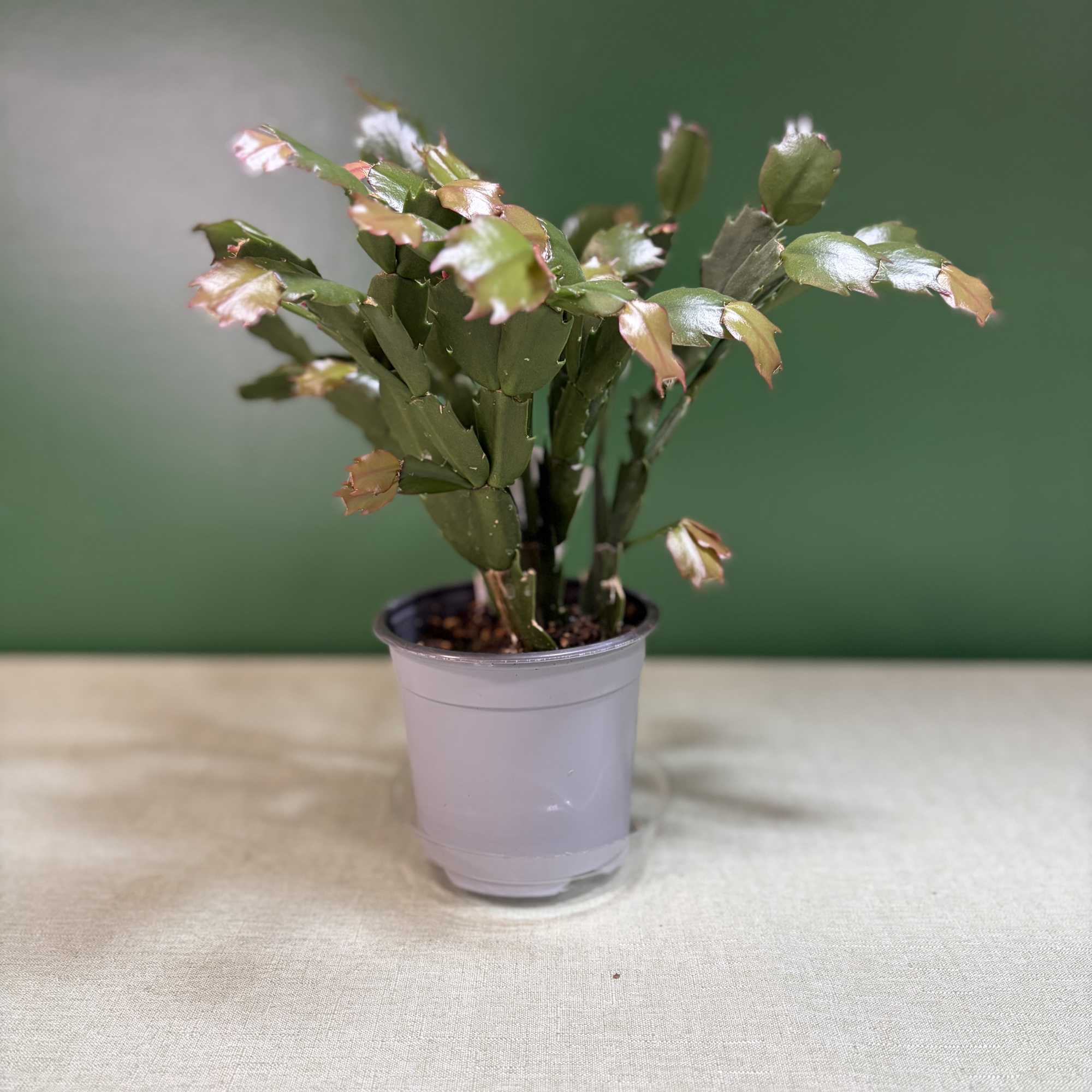 Small potted Christmas cactus in a plastic nursery pot