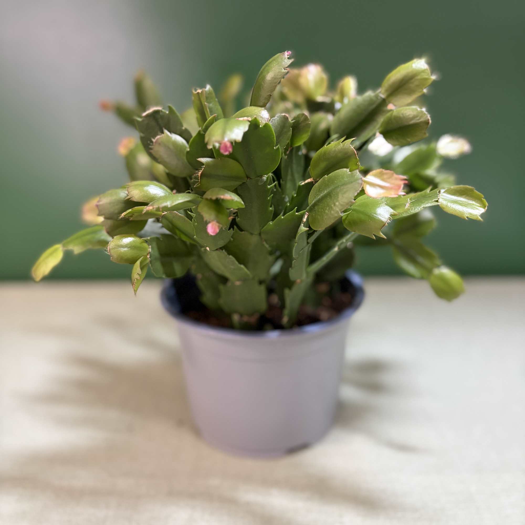 Small potted cactus with pink buds in a white container