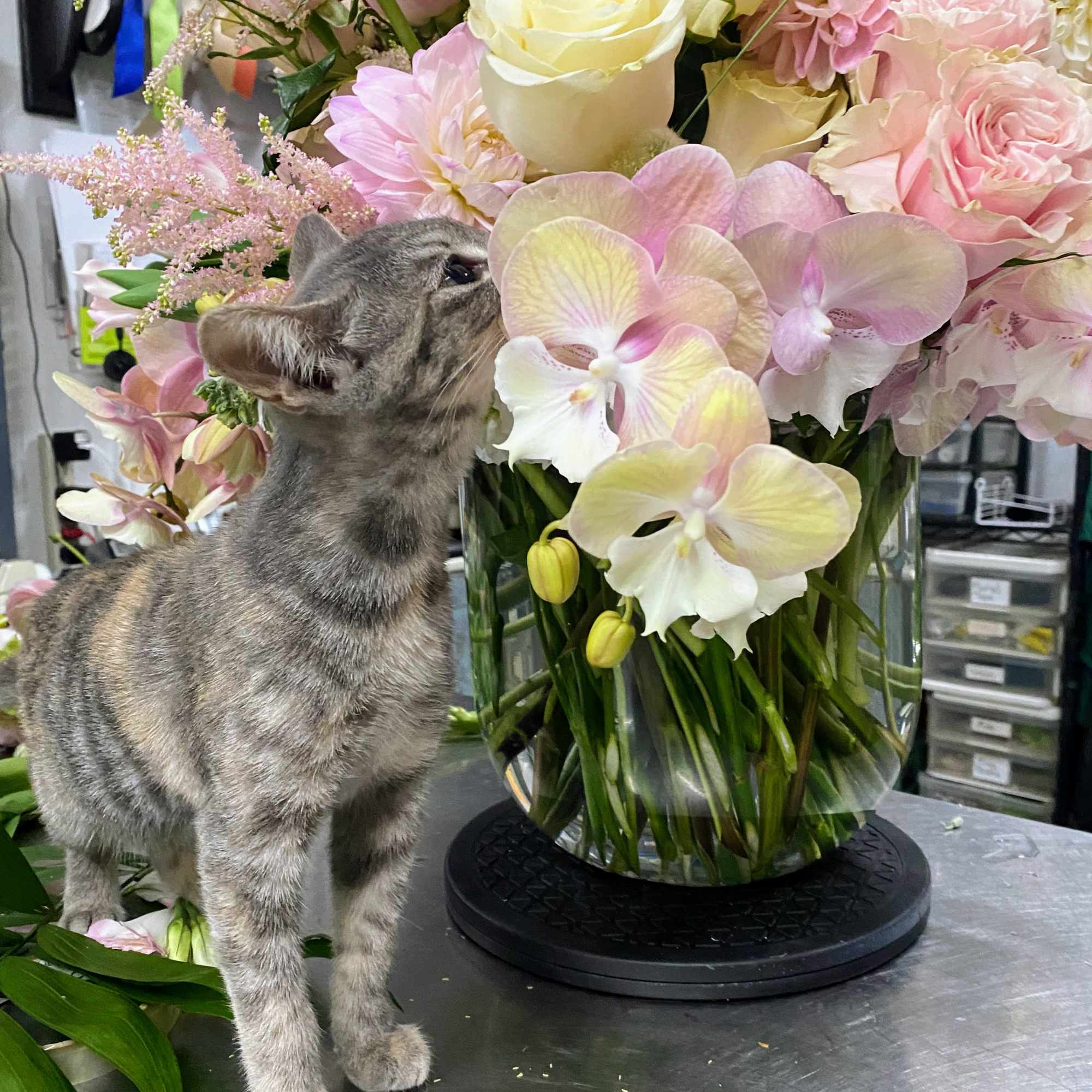 Pink and white floral arrangement in a glass vase beside a gray cat