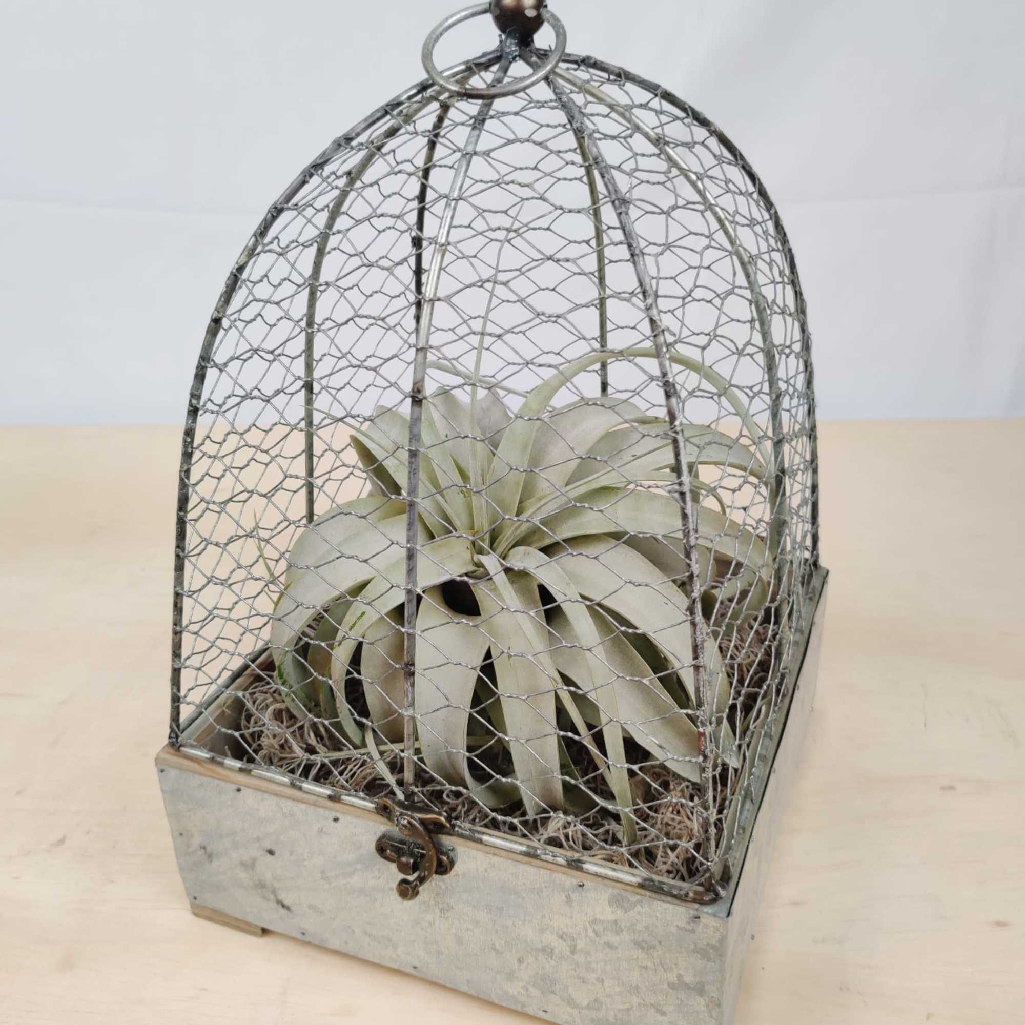 Potted air plant inside a wire cloche on a metal base