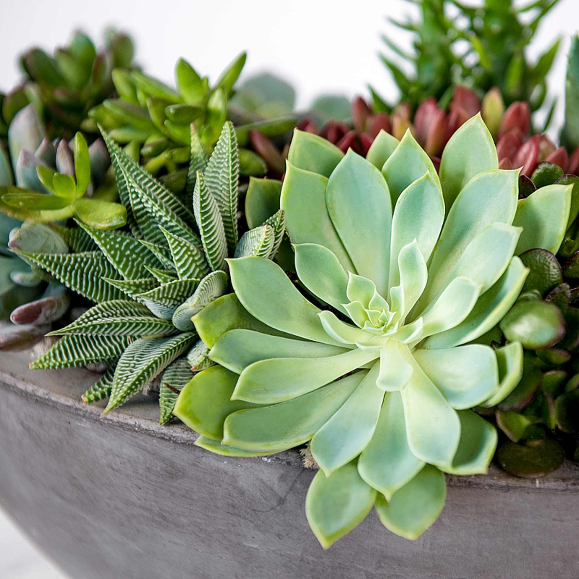 Succulent arrangement in a gray planter with a large rosette succulent