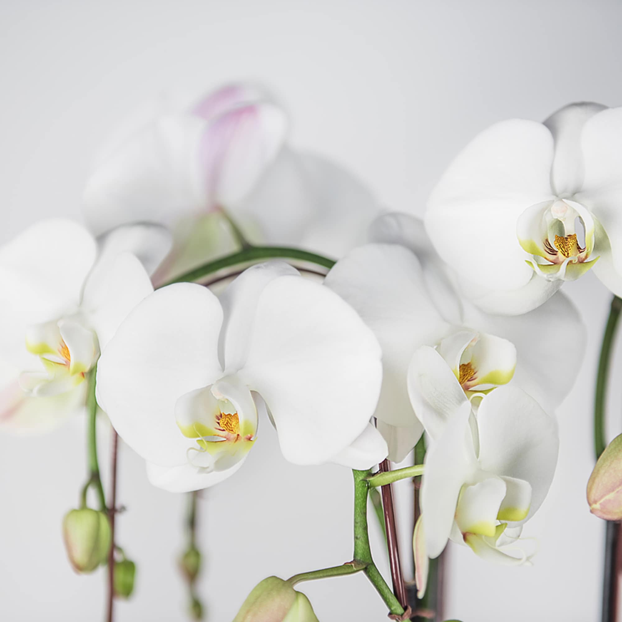 Close-up of white orchid blooms with pale green centers