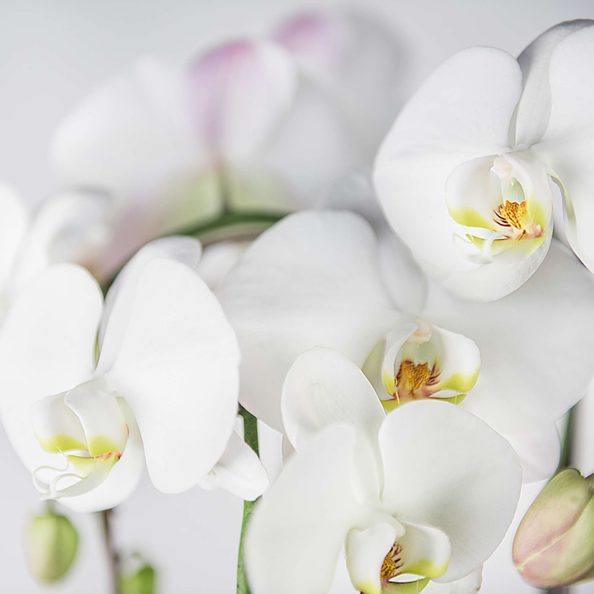 Close-up of white orchid blooms with pale yellow centers