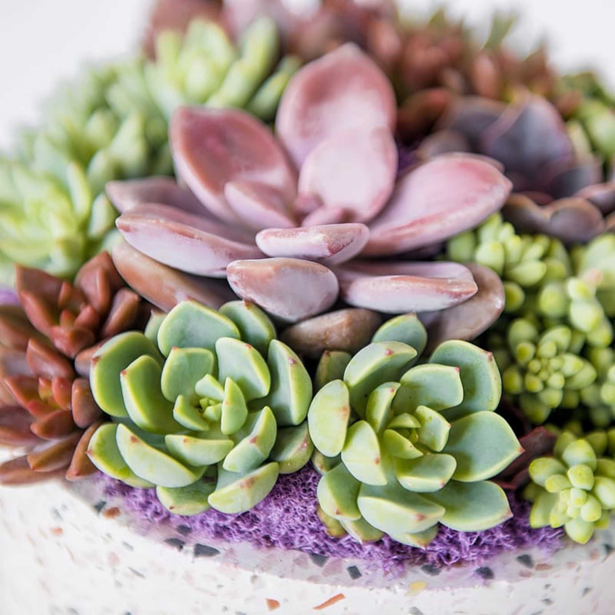Arrangement of assorted succulents in a decorative container