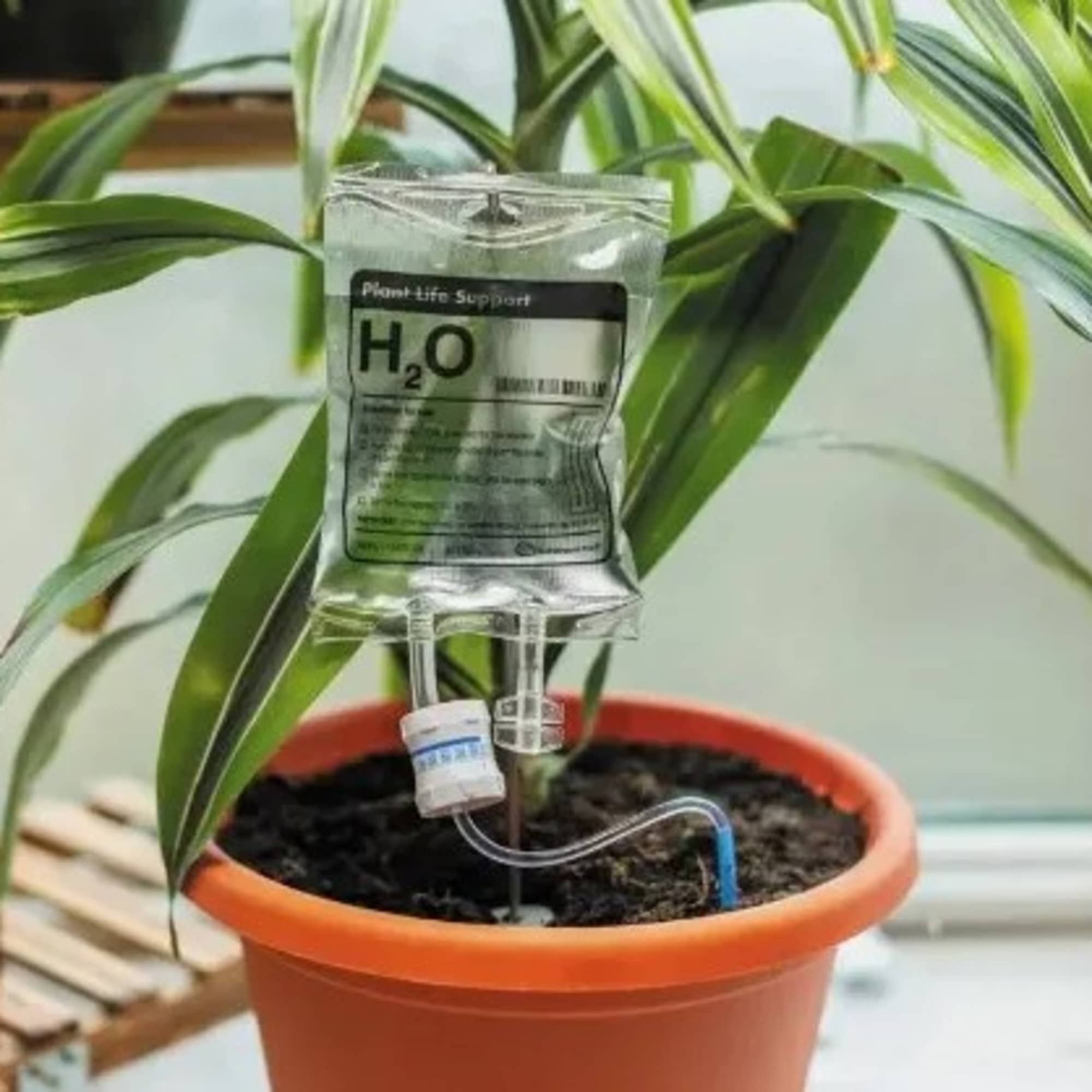 Potted plant with a hanging water bag attached to the stem