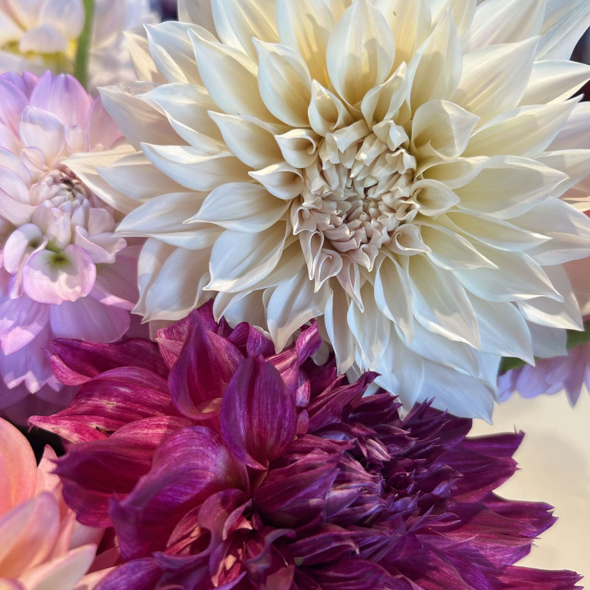 Close-up of white, pink, and purple dahlias in a bouquet