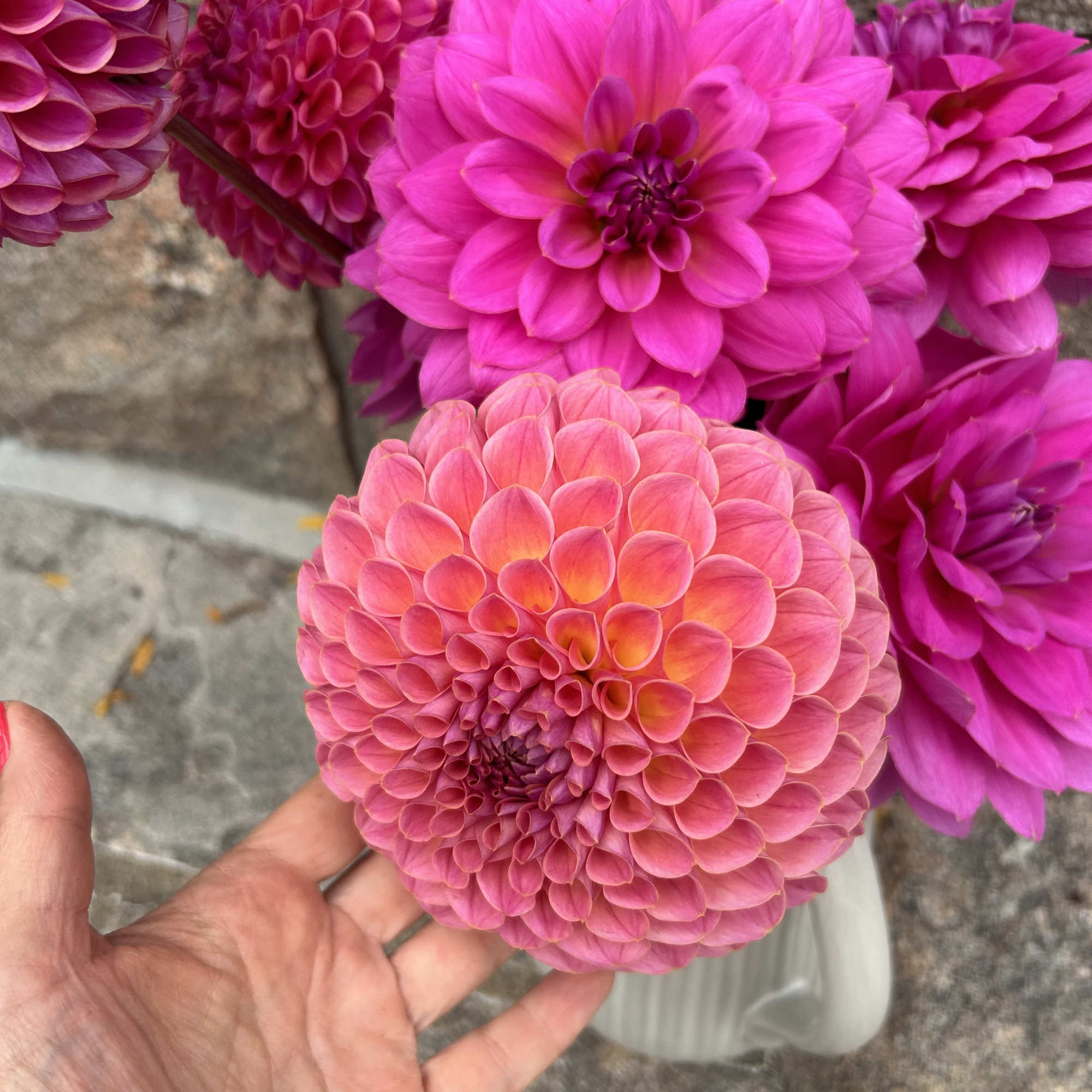 Bright pink and coral dahlia blooms held in a hand