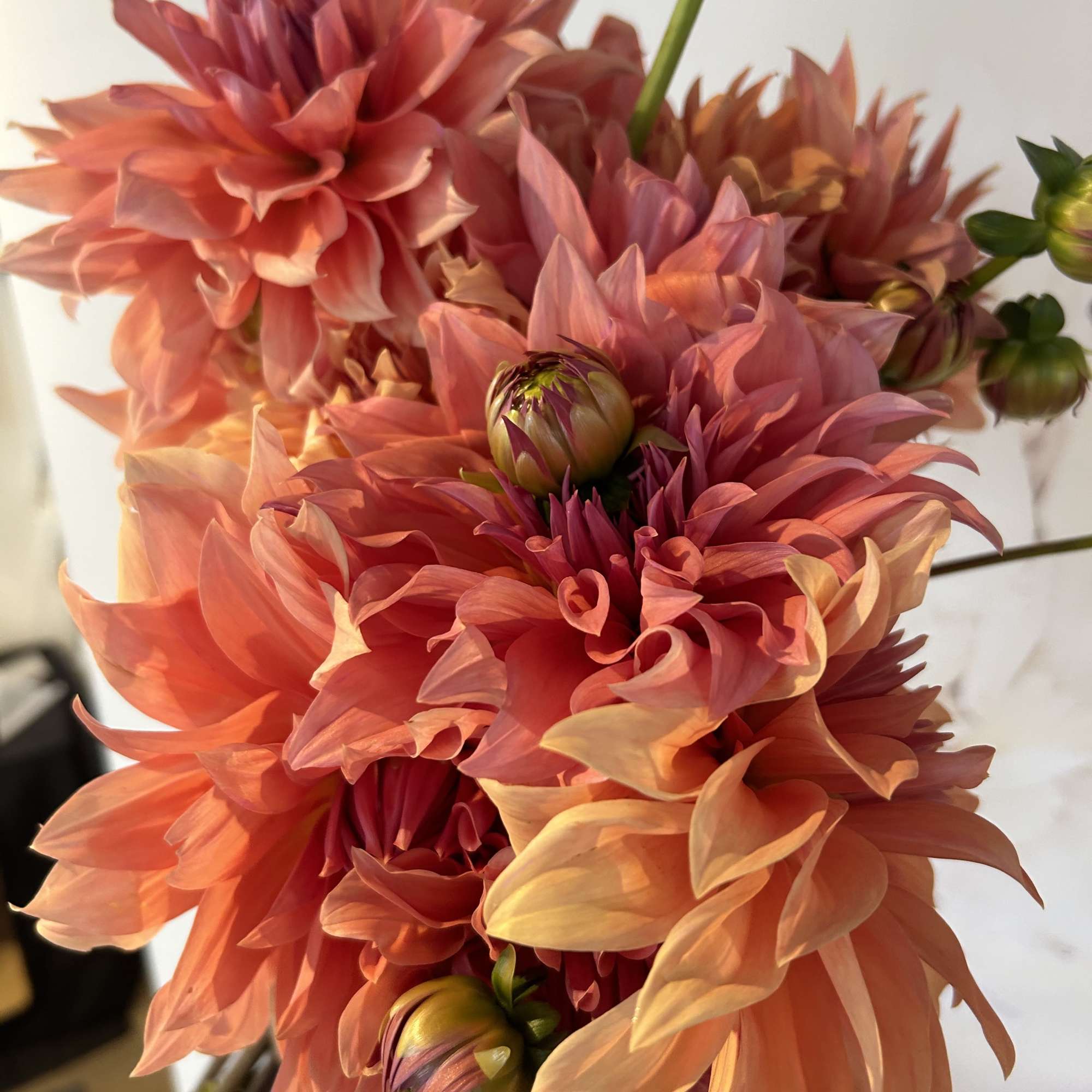 Bouquet of coral and peach dahlias with green buds