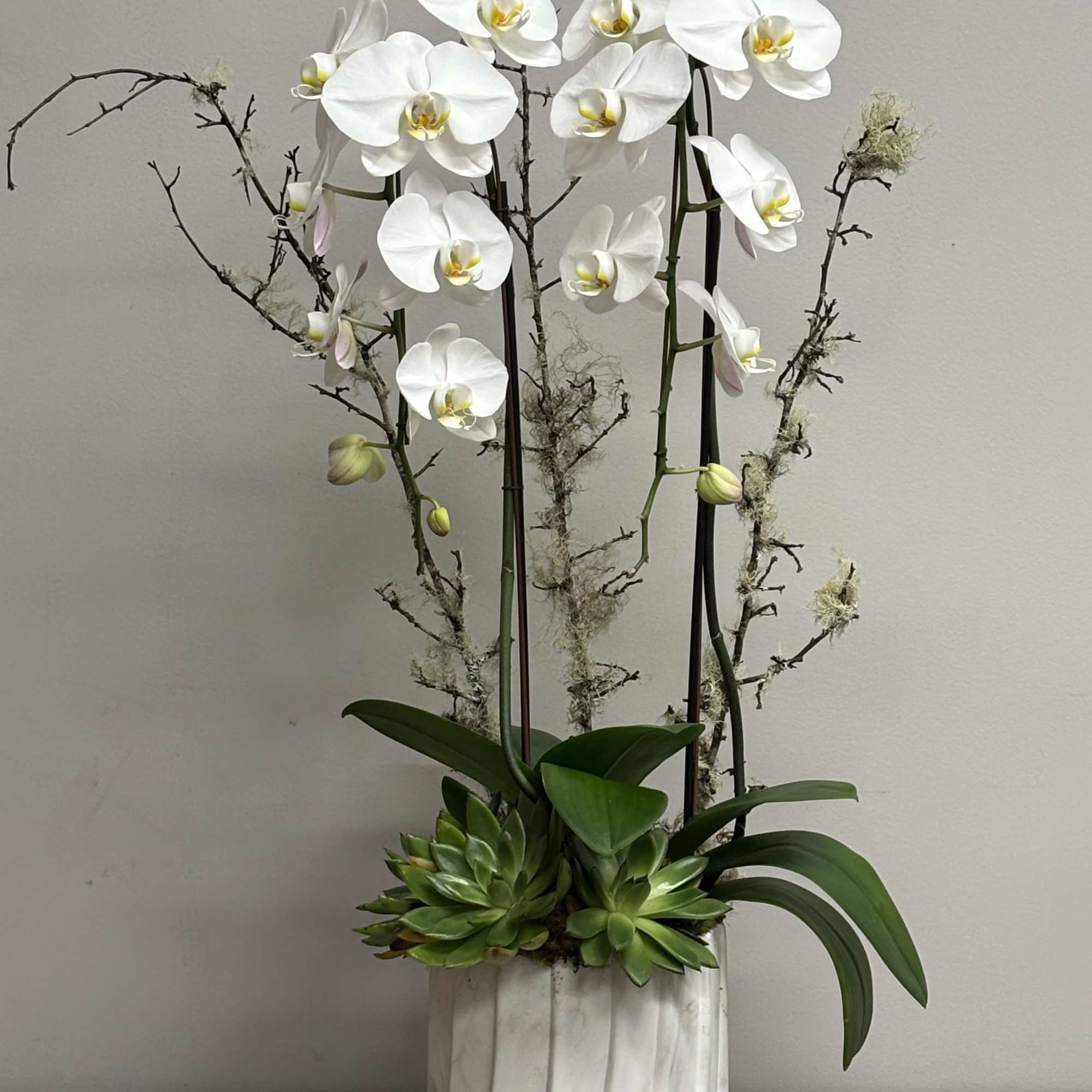 Tall white orchid plant with green succulents in a white ceramic pot