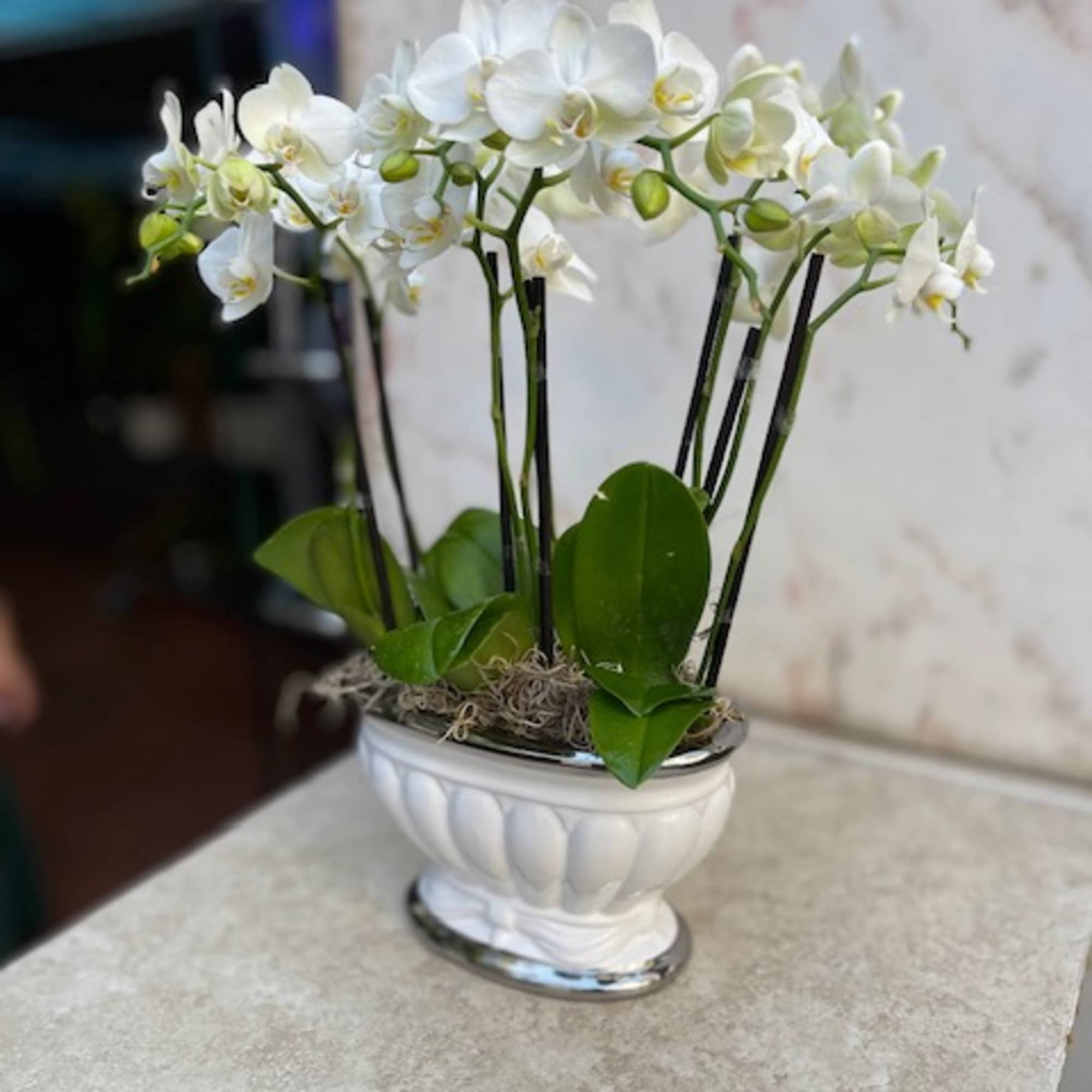 White orchid arrangement in a white pedestal planter