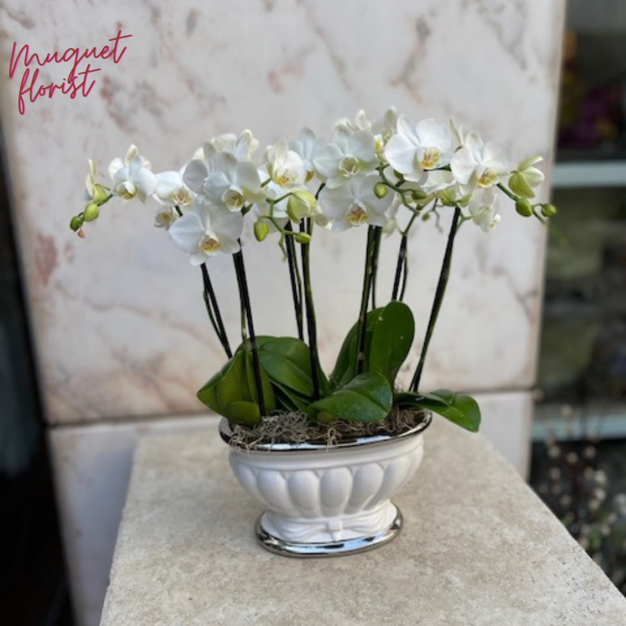 White orchids in a white decorative bowl planter