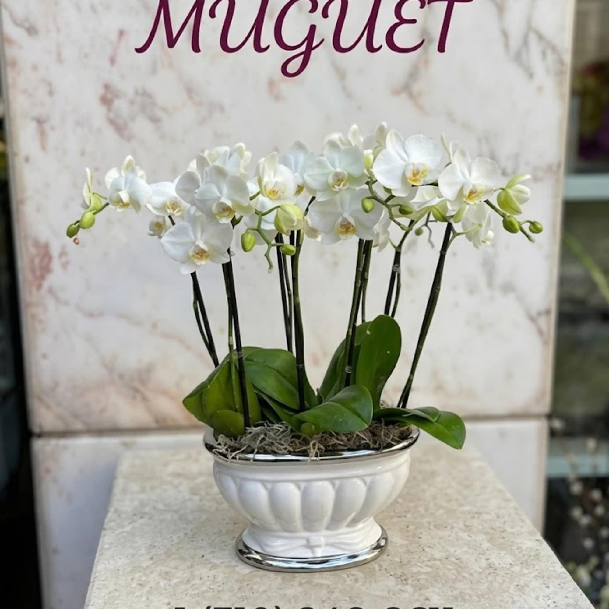 White orchid plant in a white decorative bowl planter