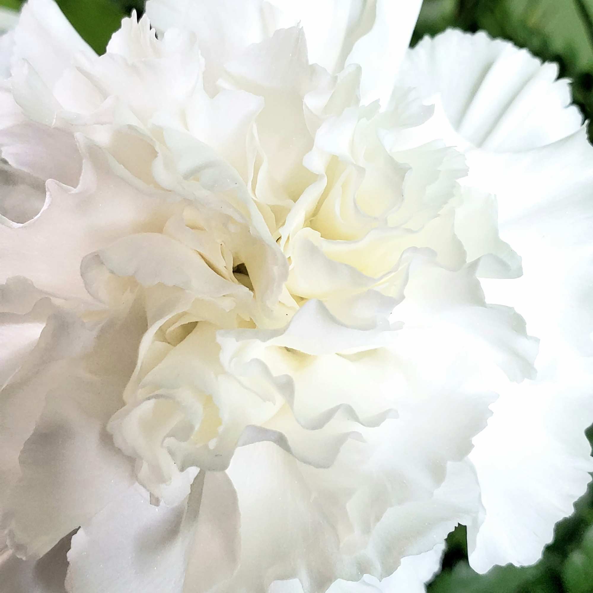 Close-up of a white carnation bloom