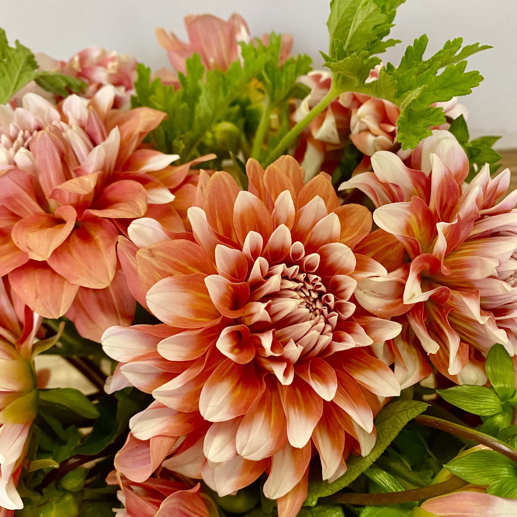 Nice ceramic ways bunch of stripe Dahlia, photo 3 of 4