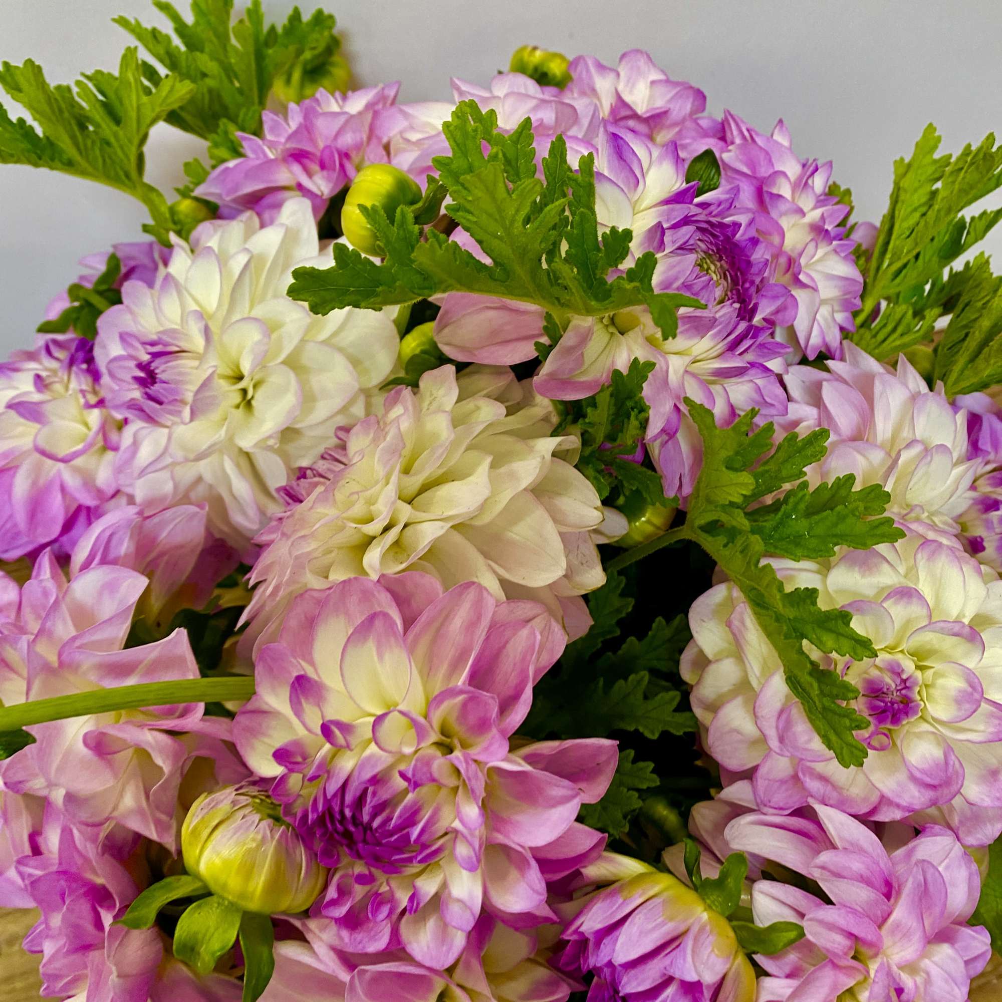 Nice ceramic ways with a bunch of lavender Dalia