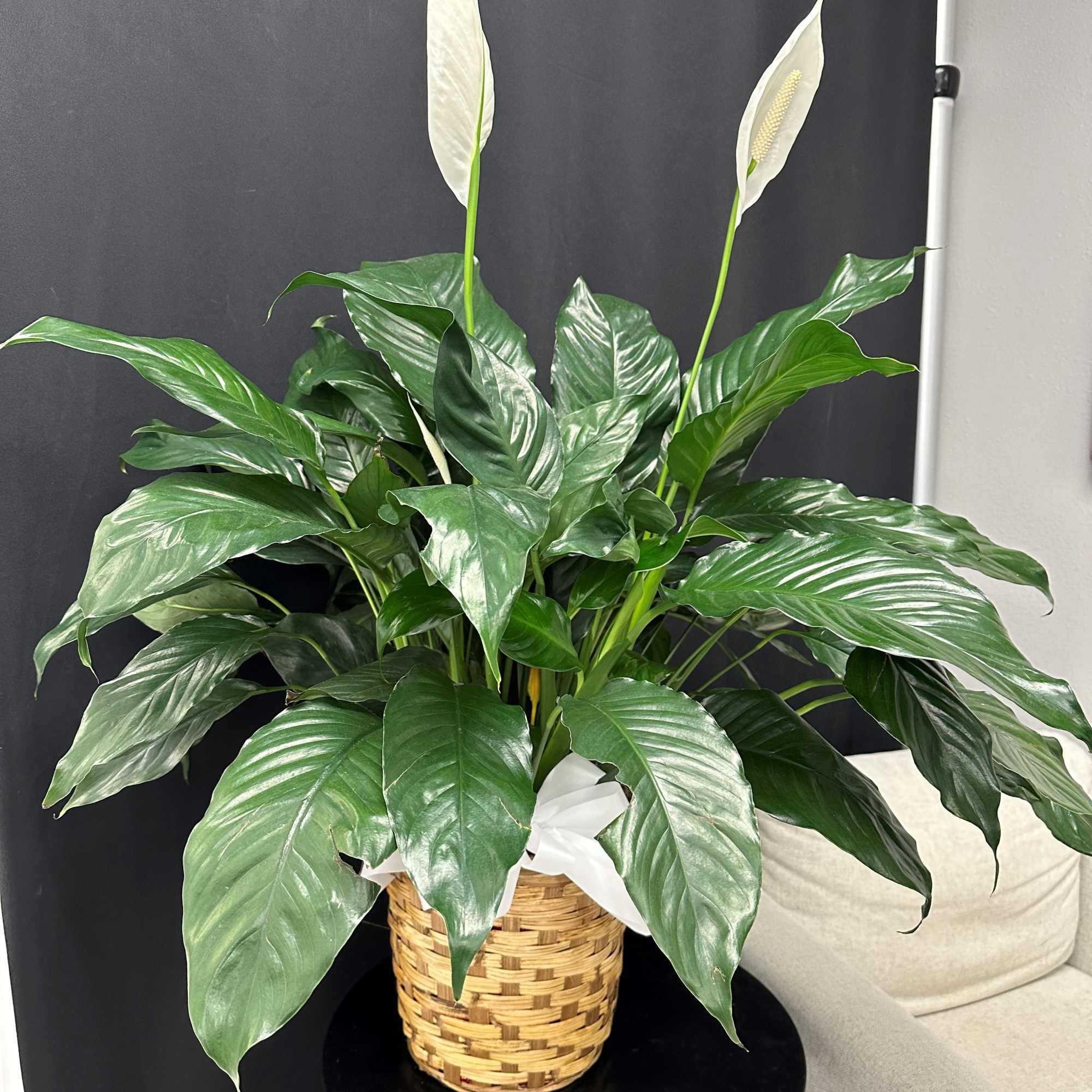 The Spathiphyllum, or Peace Lily, is a timeless symbol of tranquility and