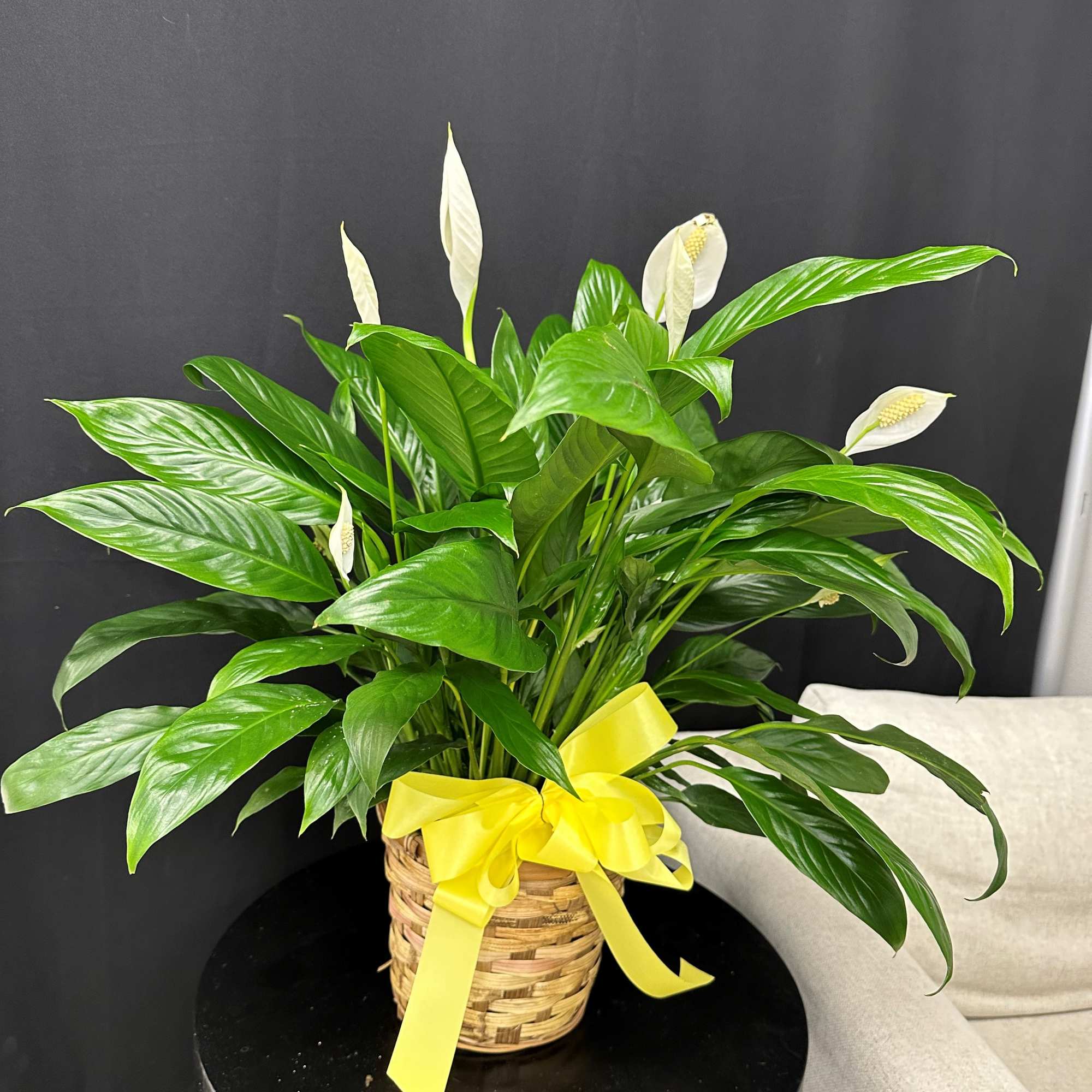 The Spathiphyllum, or Peace Lily, is a timeless symbol of tranquility and