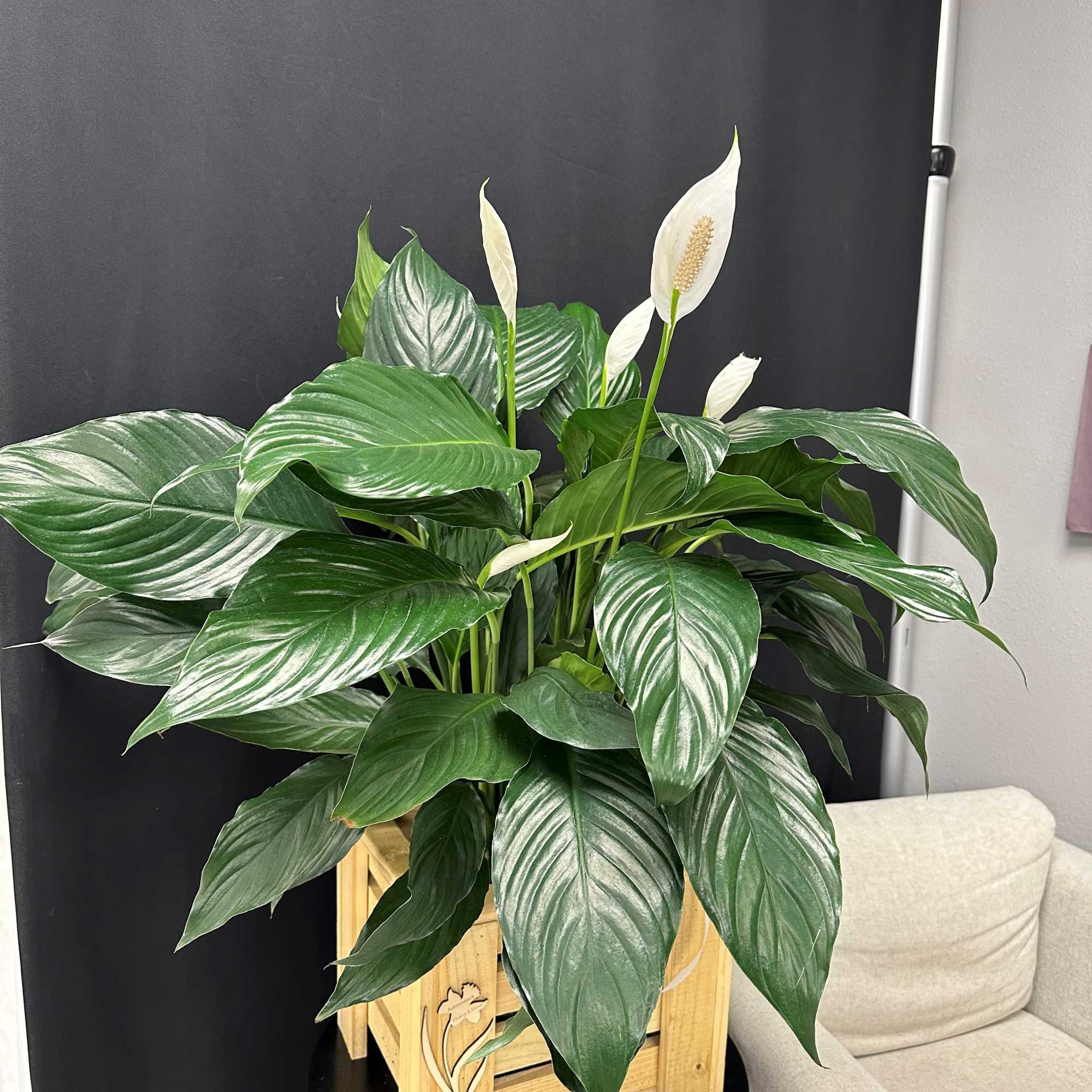 The Spathiphyllum, or Peace Lily, is a timeless symbol of tranquility and