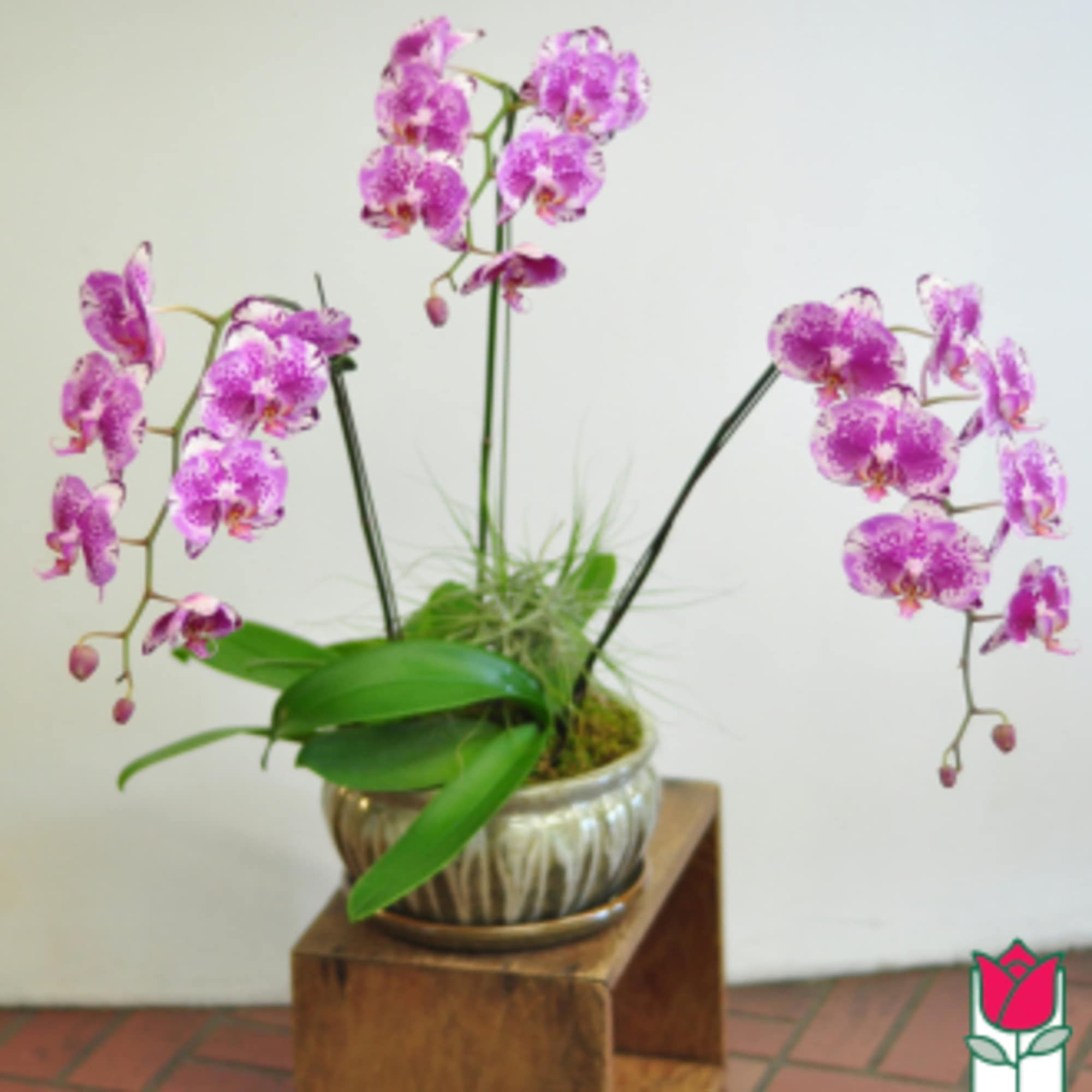 Pink orchids arranged in a metallic pot on a wooden stand
