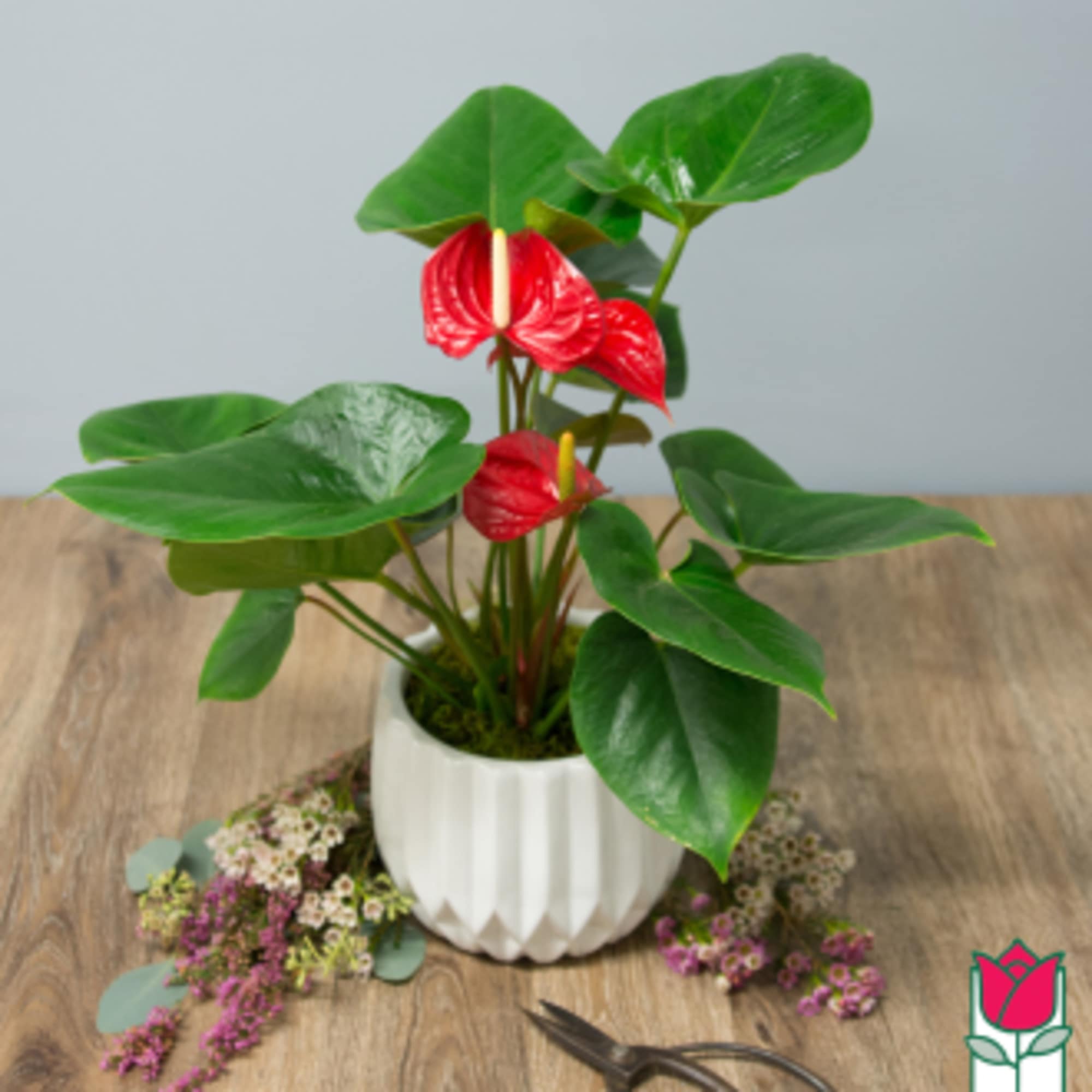 Discover the exciting Anthurium Plant selection at Beretania Florist &ndash; a captivating, photo 9 of 10