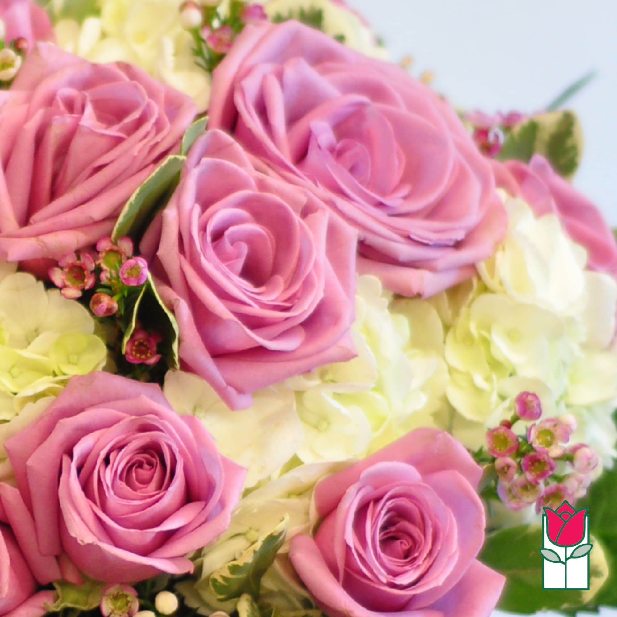 Pink roses and pale hydrangeas in a close-up bouquet