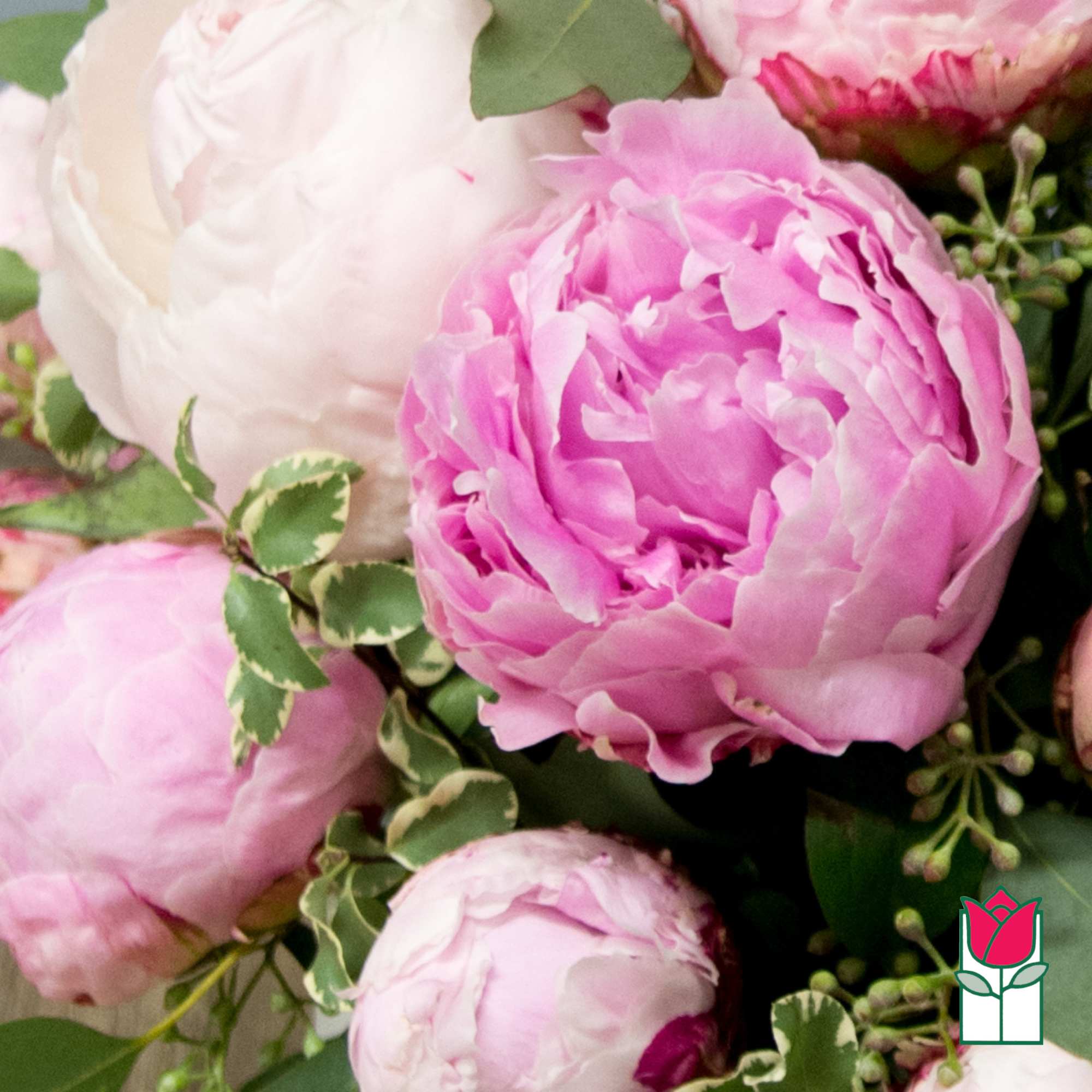 Pink peonies with green variegated foliage in a bouquet
