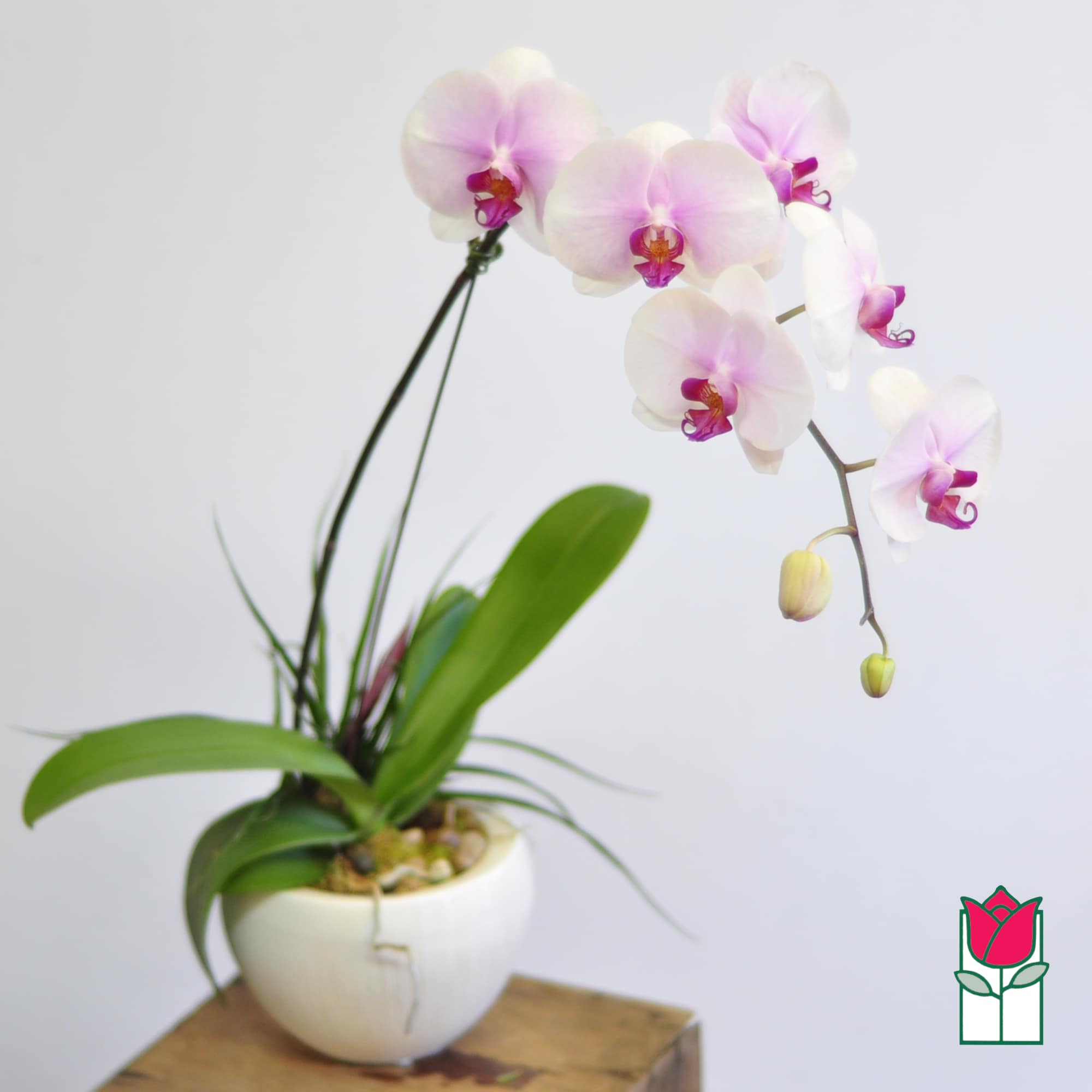 Potted orchid with white and pink blooms in a white ceramic pot